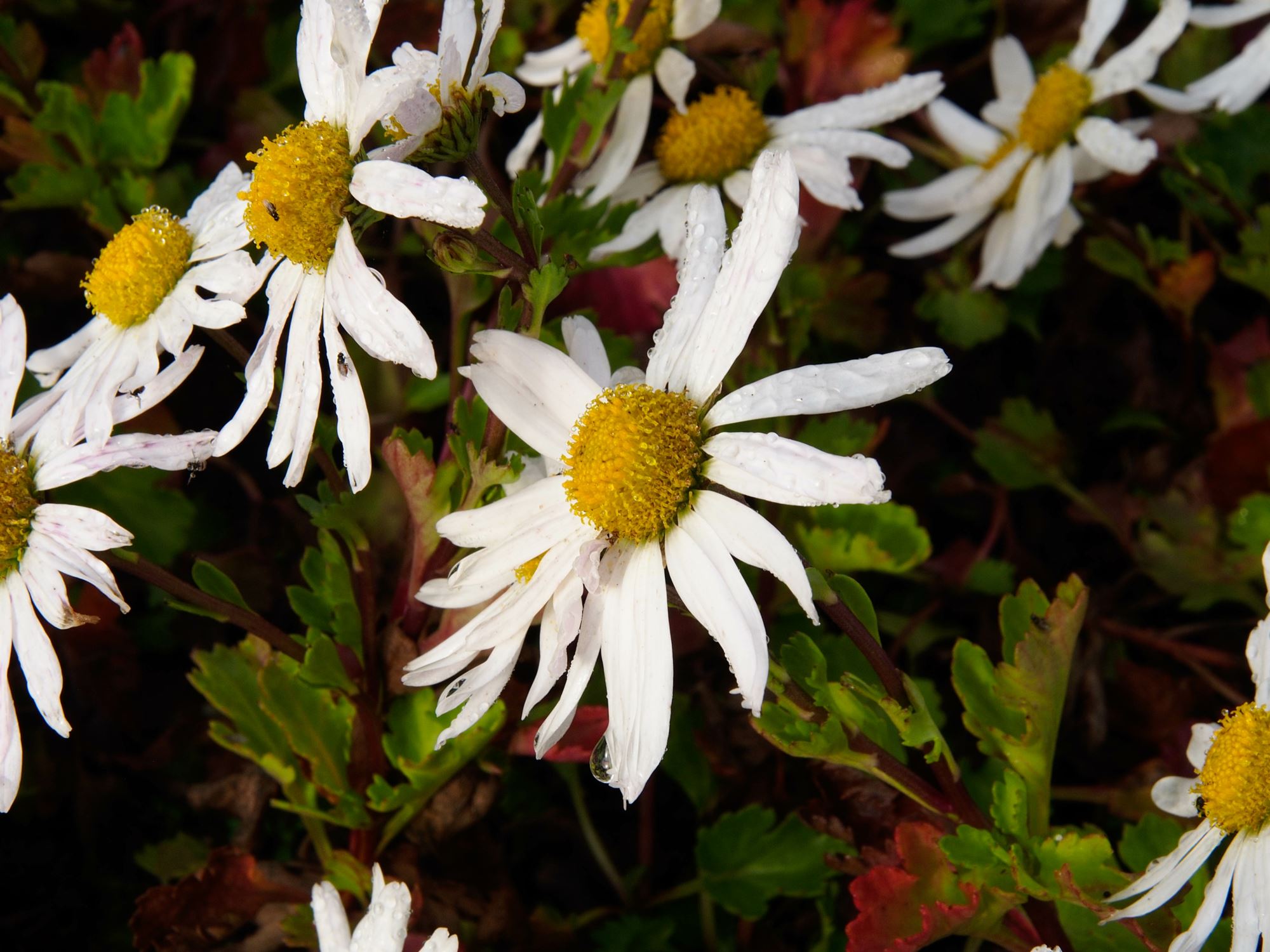 Image of Dendranthema yezoense