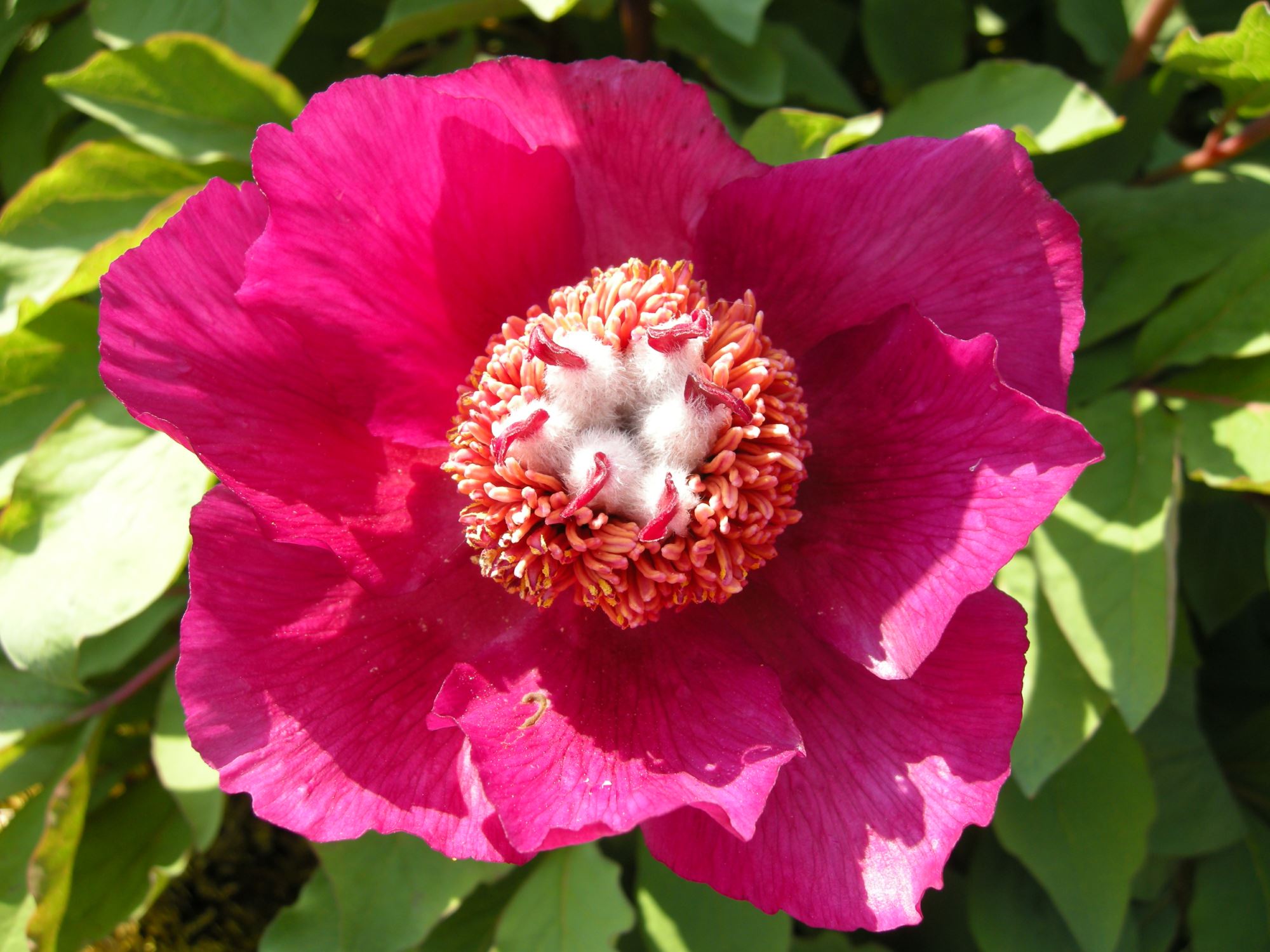 Image of Paeonia mascula