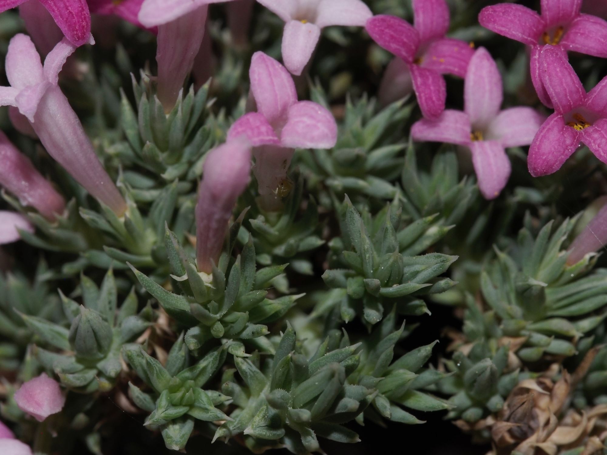 Image of Asperula sintenisii
