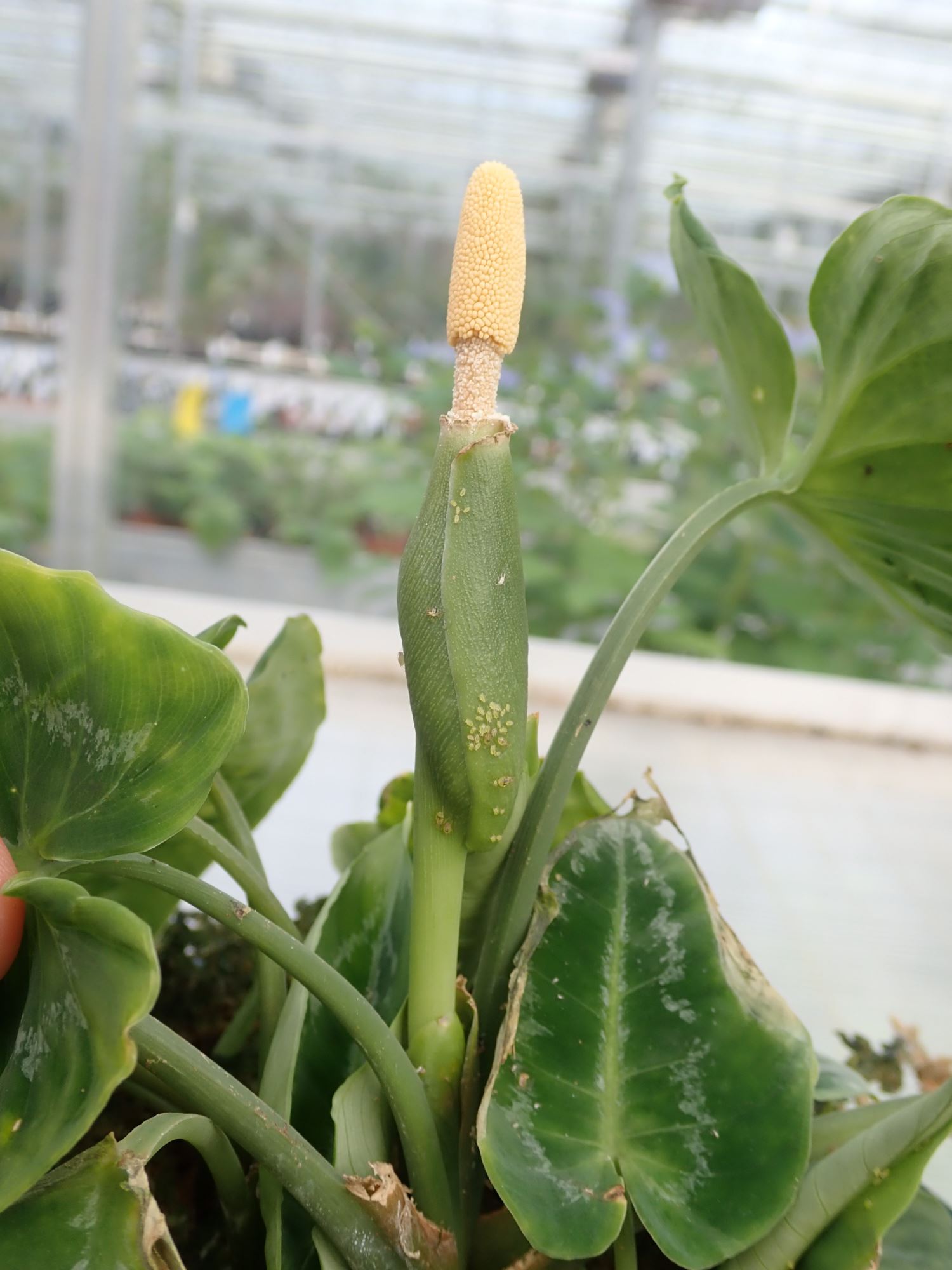 Image of Schismatoglottis scintillans