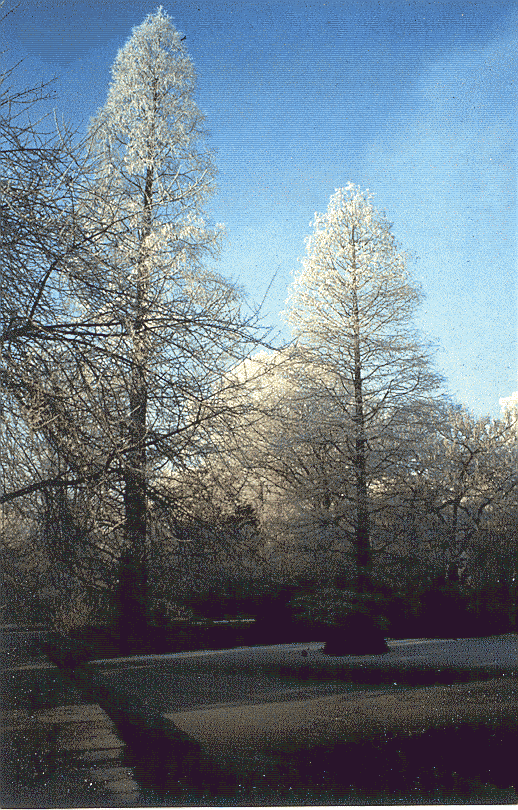 Image of Metasequoia glyptostroboides
