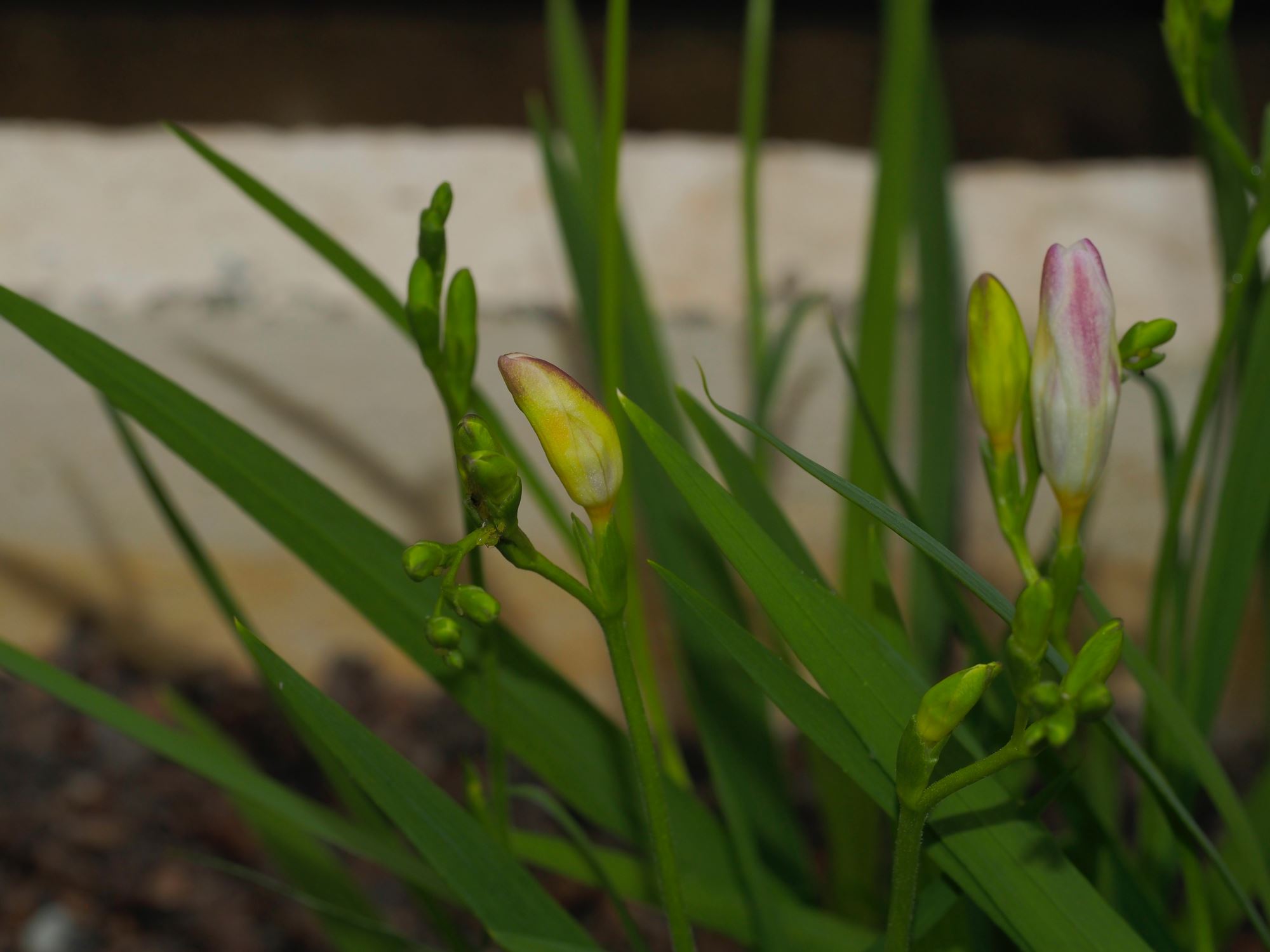 Image of Freesia caryophyllacea