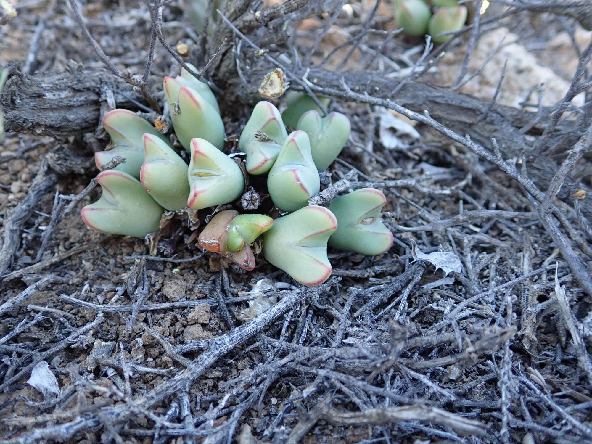 Image of Conophytum bilobum