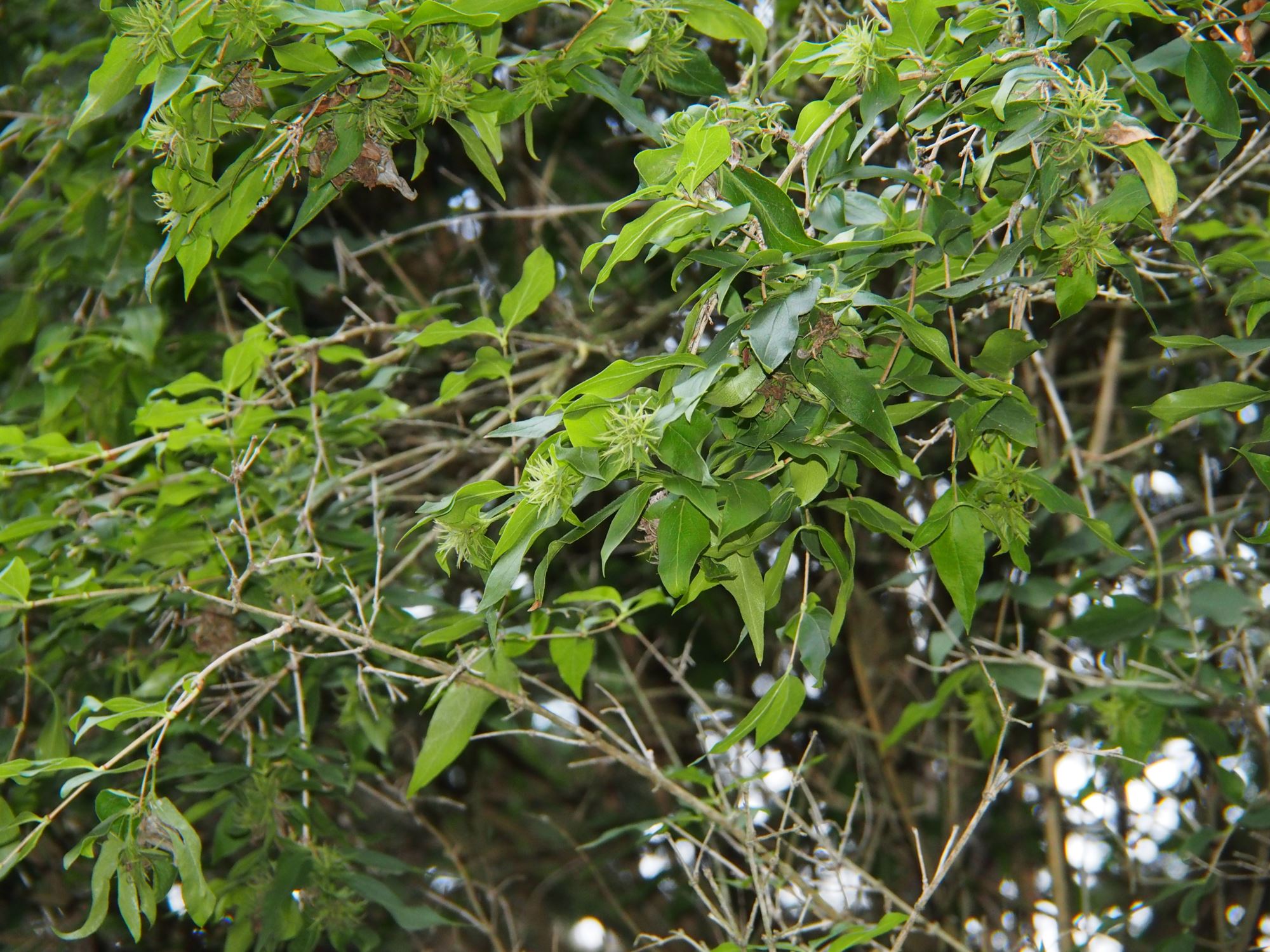 Image of Abelia triflora