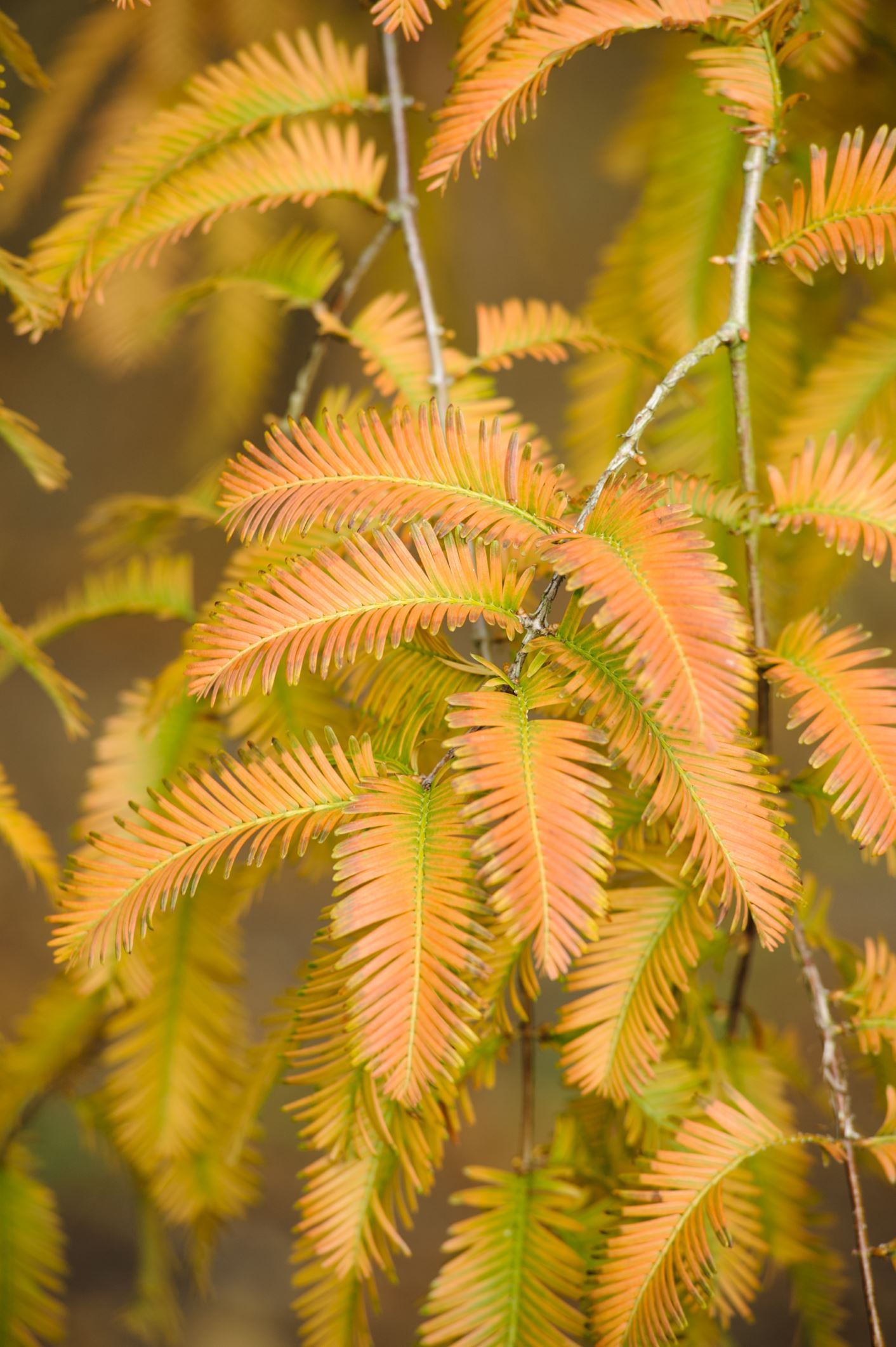Image of Metasequoia glyptostroboides