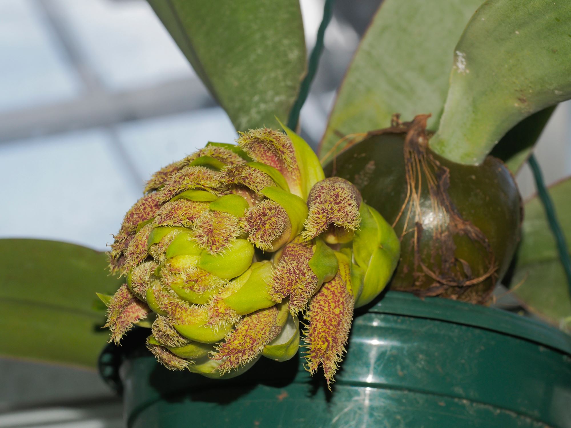 Image of Bulbophyllum phalaenopsis