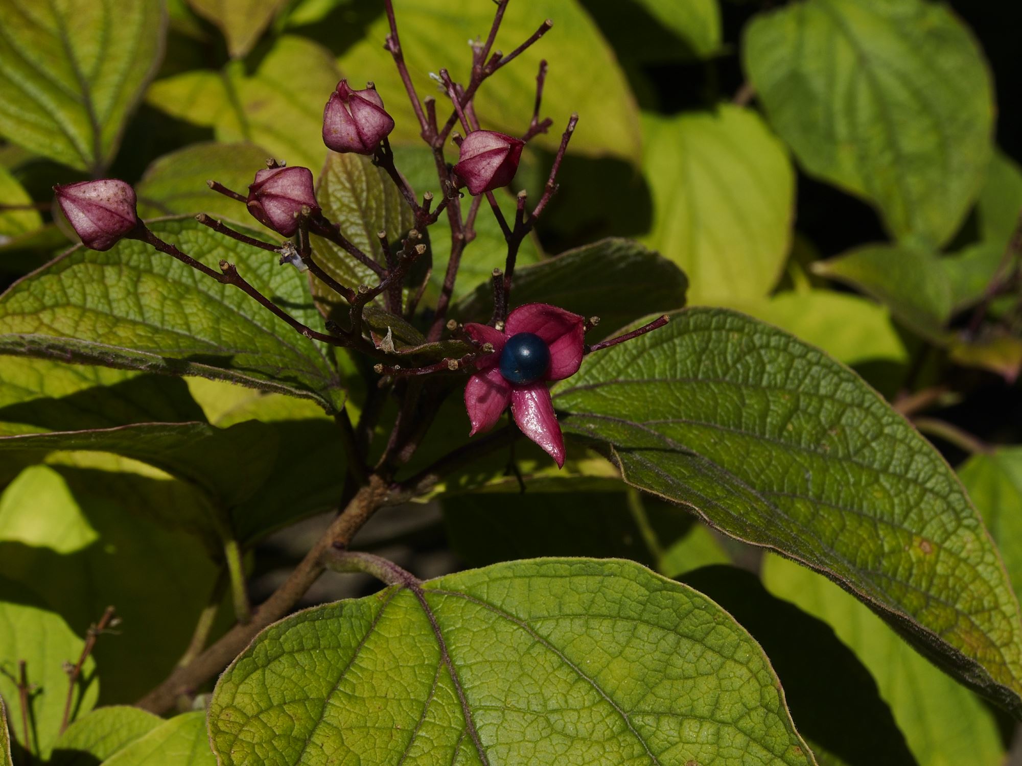 Image of Clerodendrum trichotomum