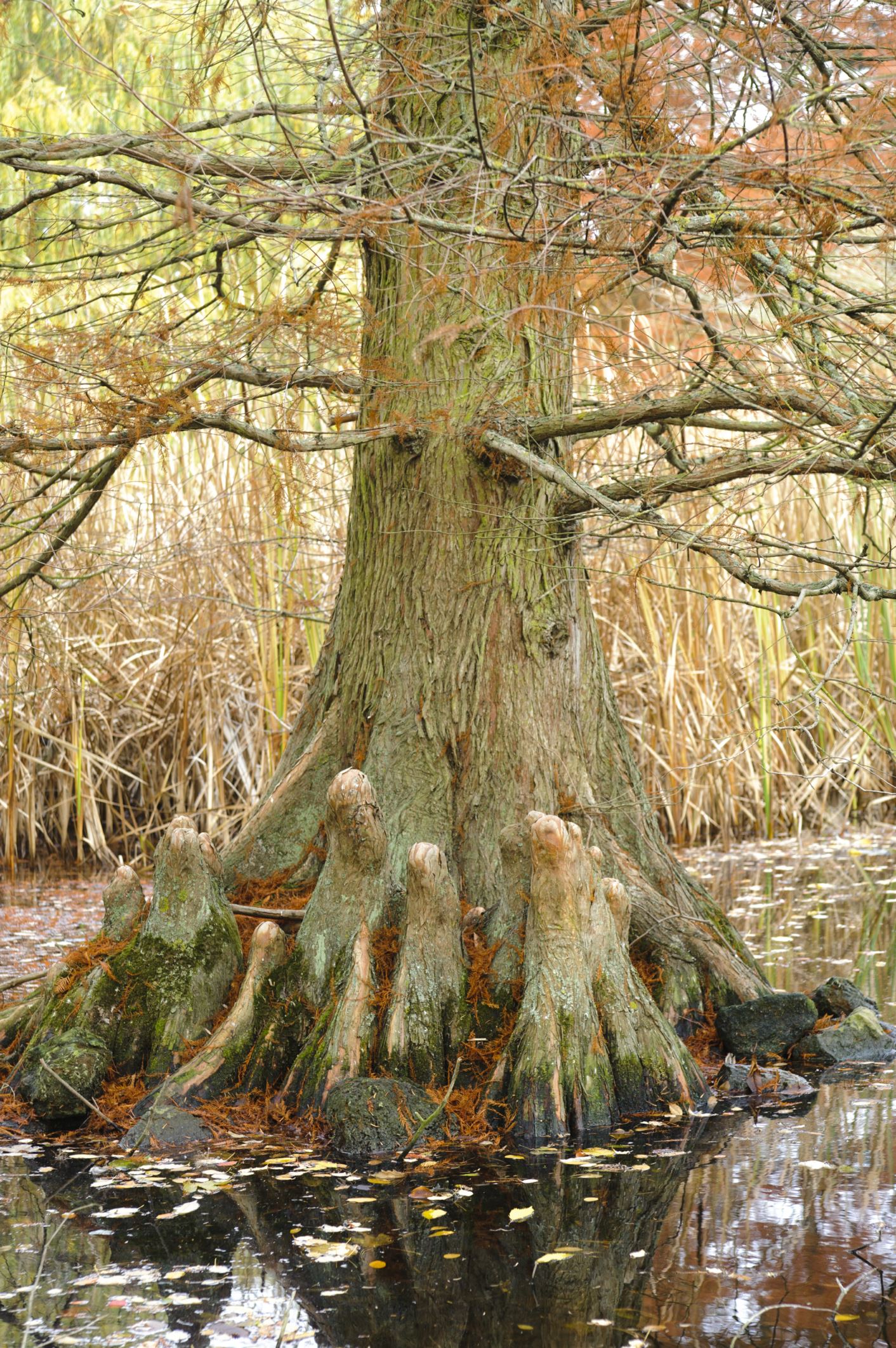 Image of Taxodium distichum var. distichum