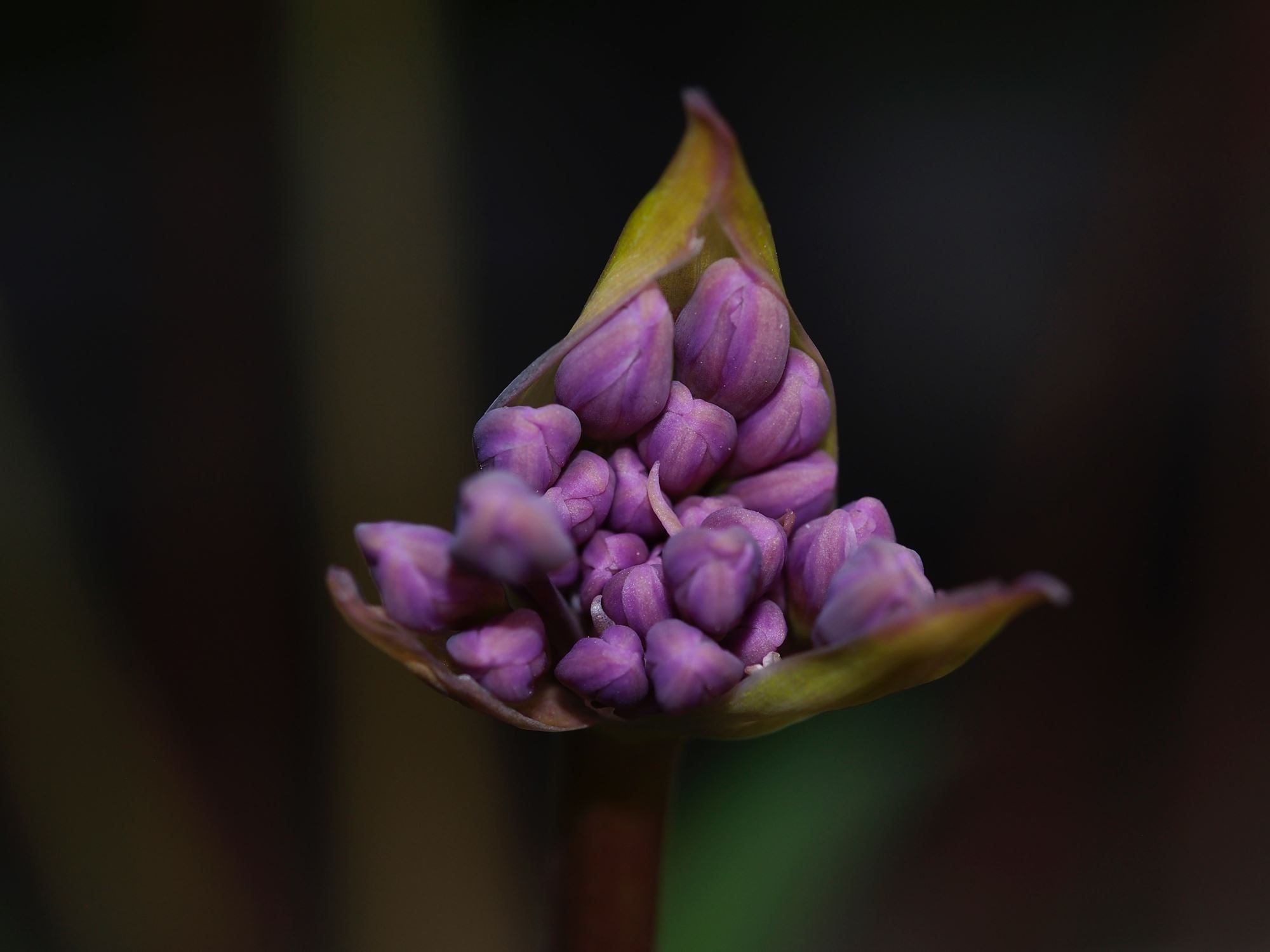 Image of Tulbaghia simmleri