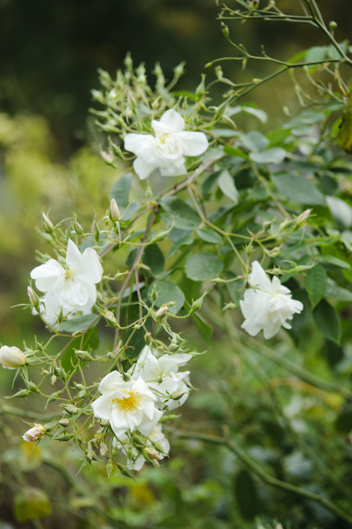 Image of Rosa moschata