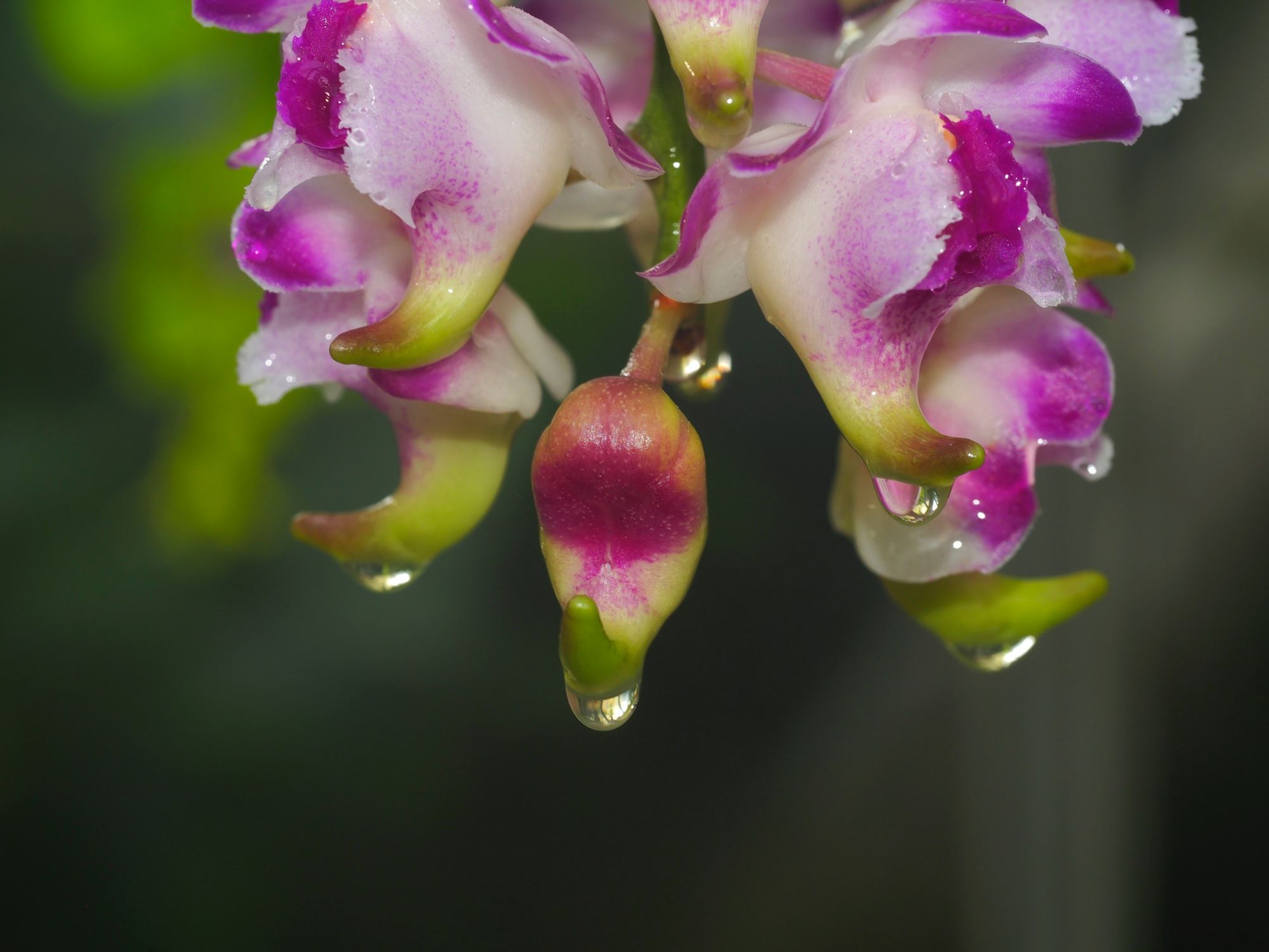 Image of Aerides lawrenceae
