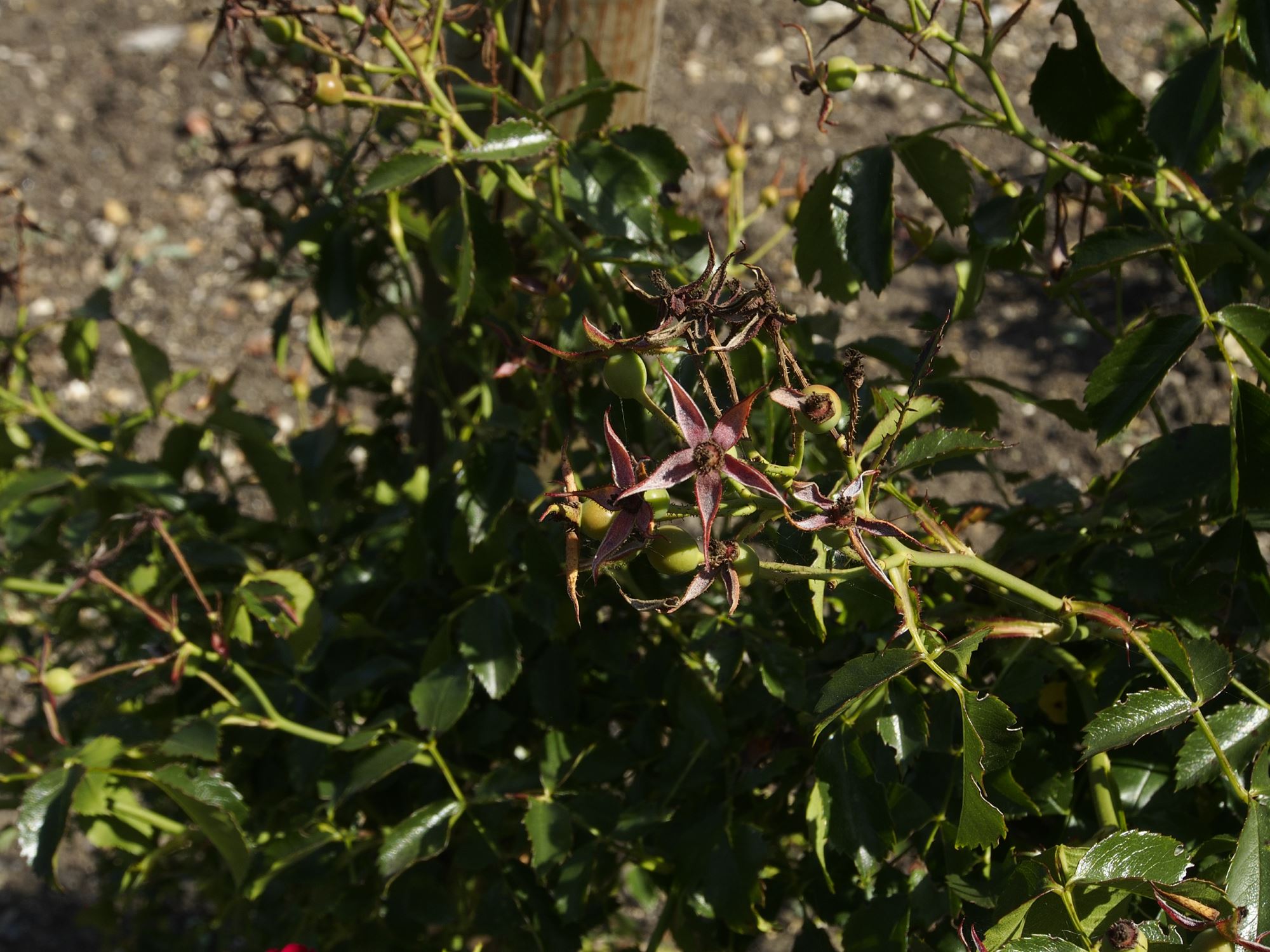 Image of Rosa 'Rambling Rosie'