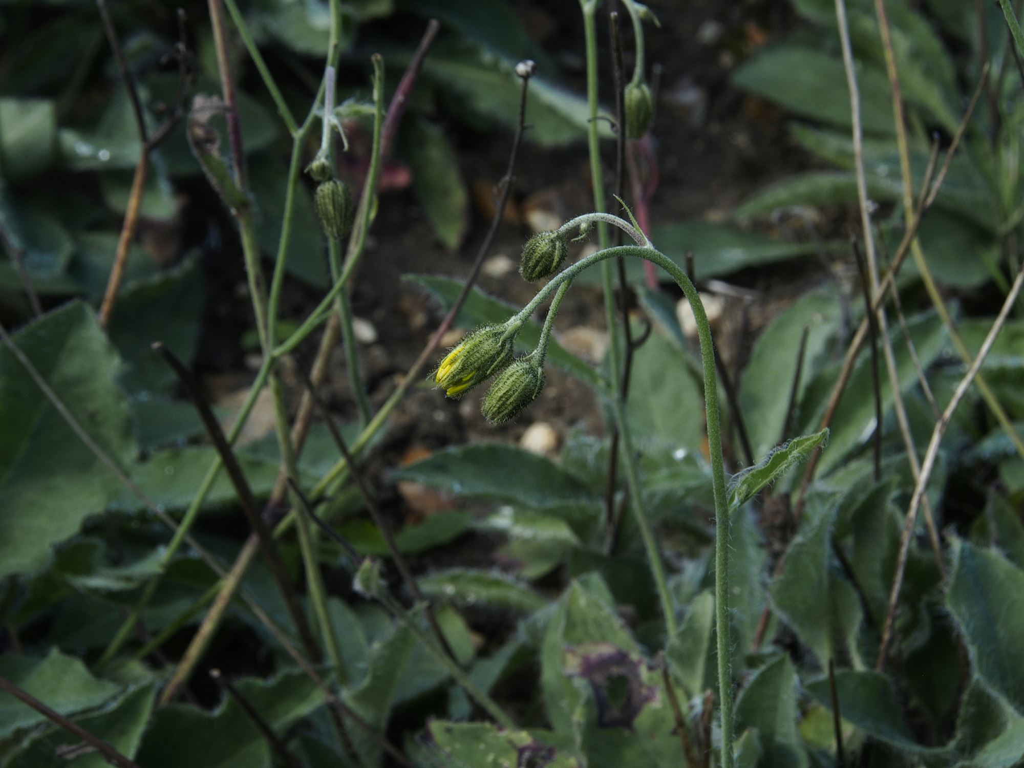 Image of Hieracium zygophorum