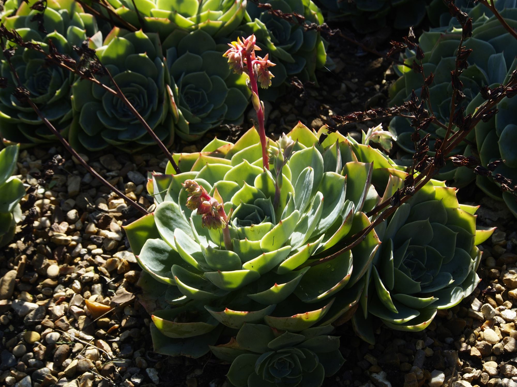 Image of Sempervivum calcareum