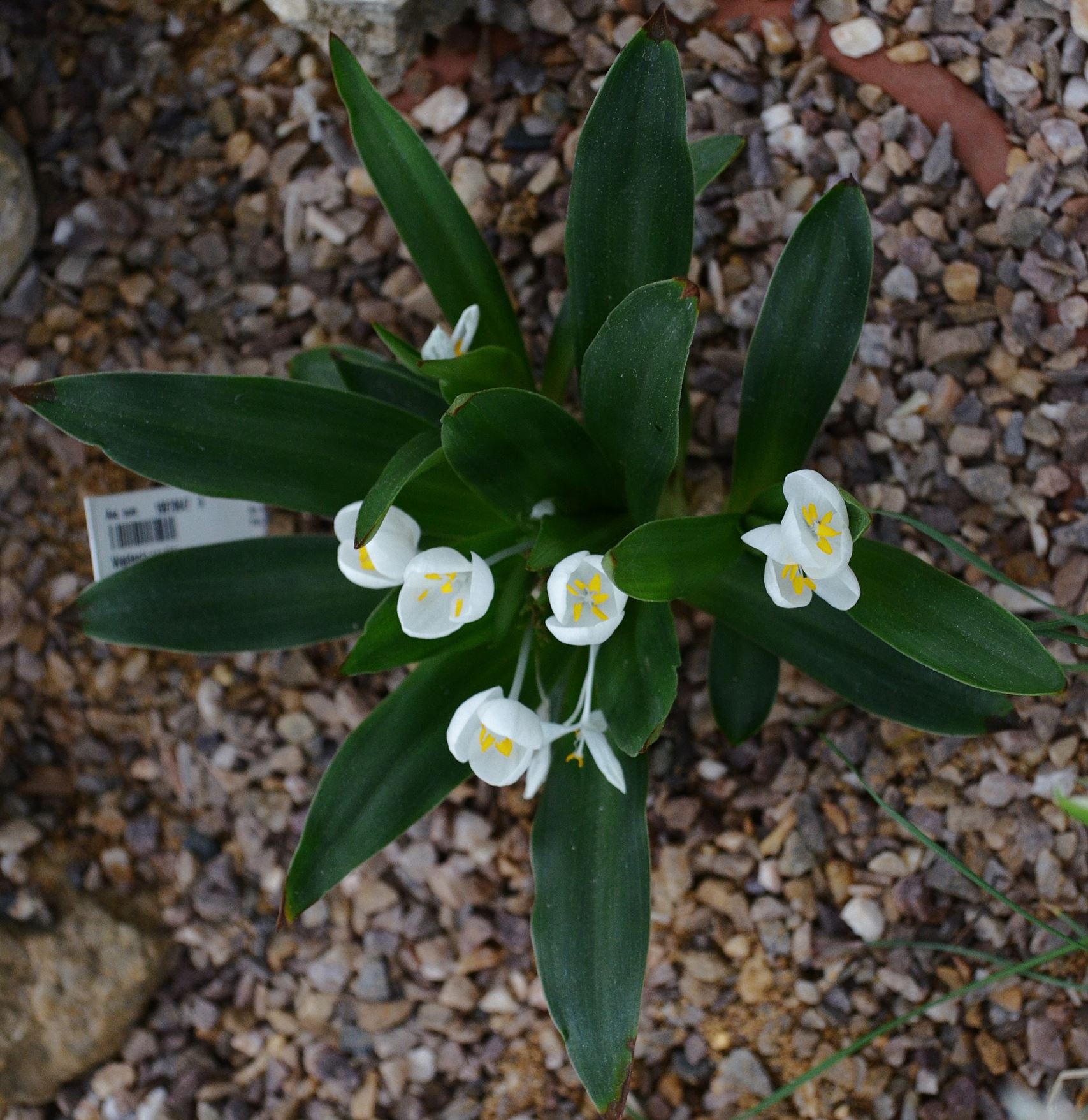 Image of Weldenia candida