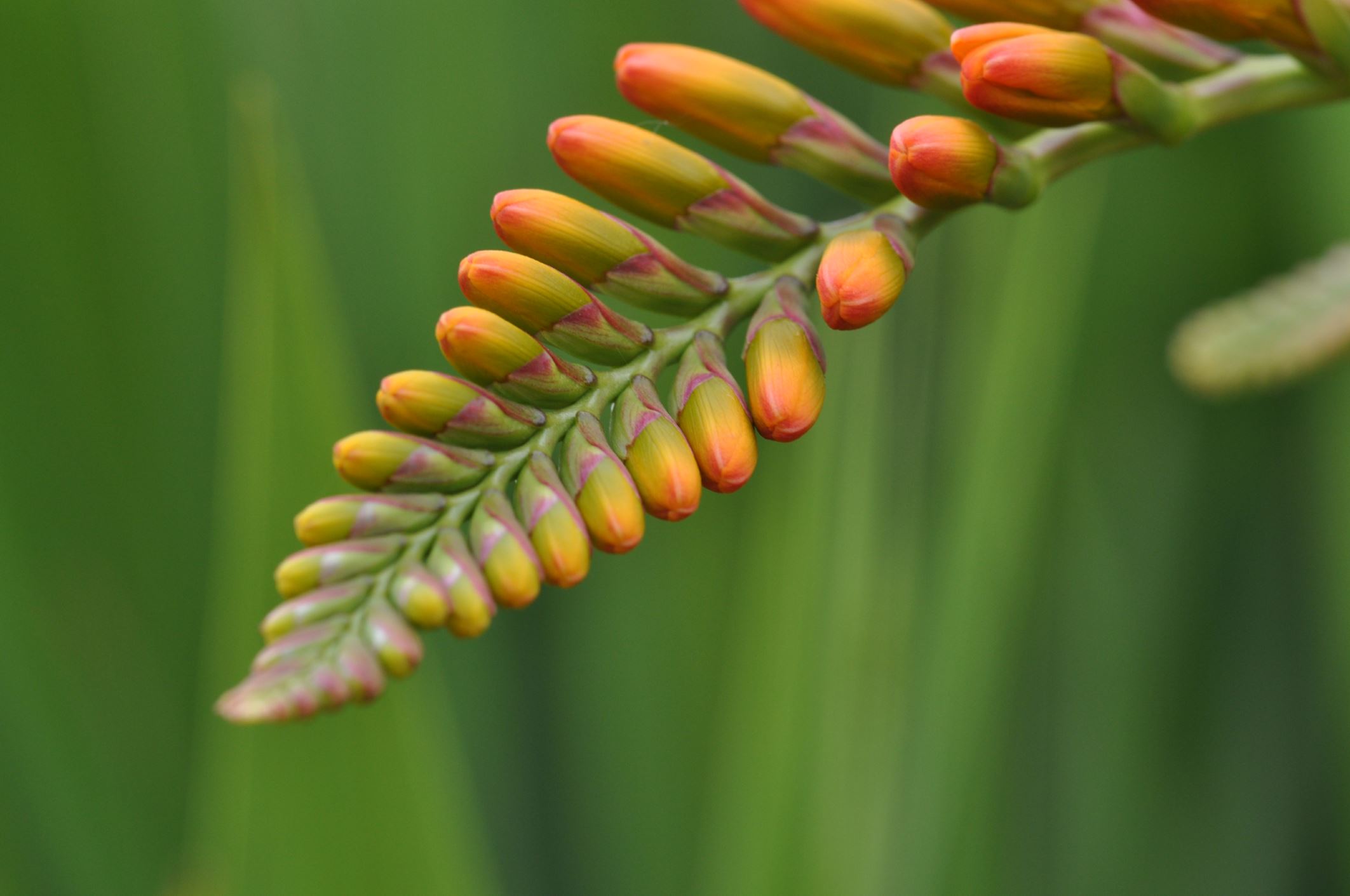 Image of Crocosmia masoniorum