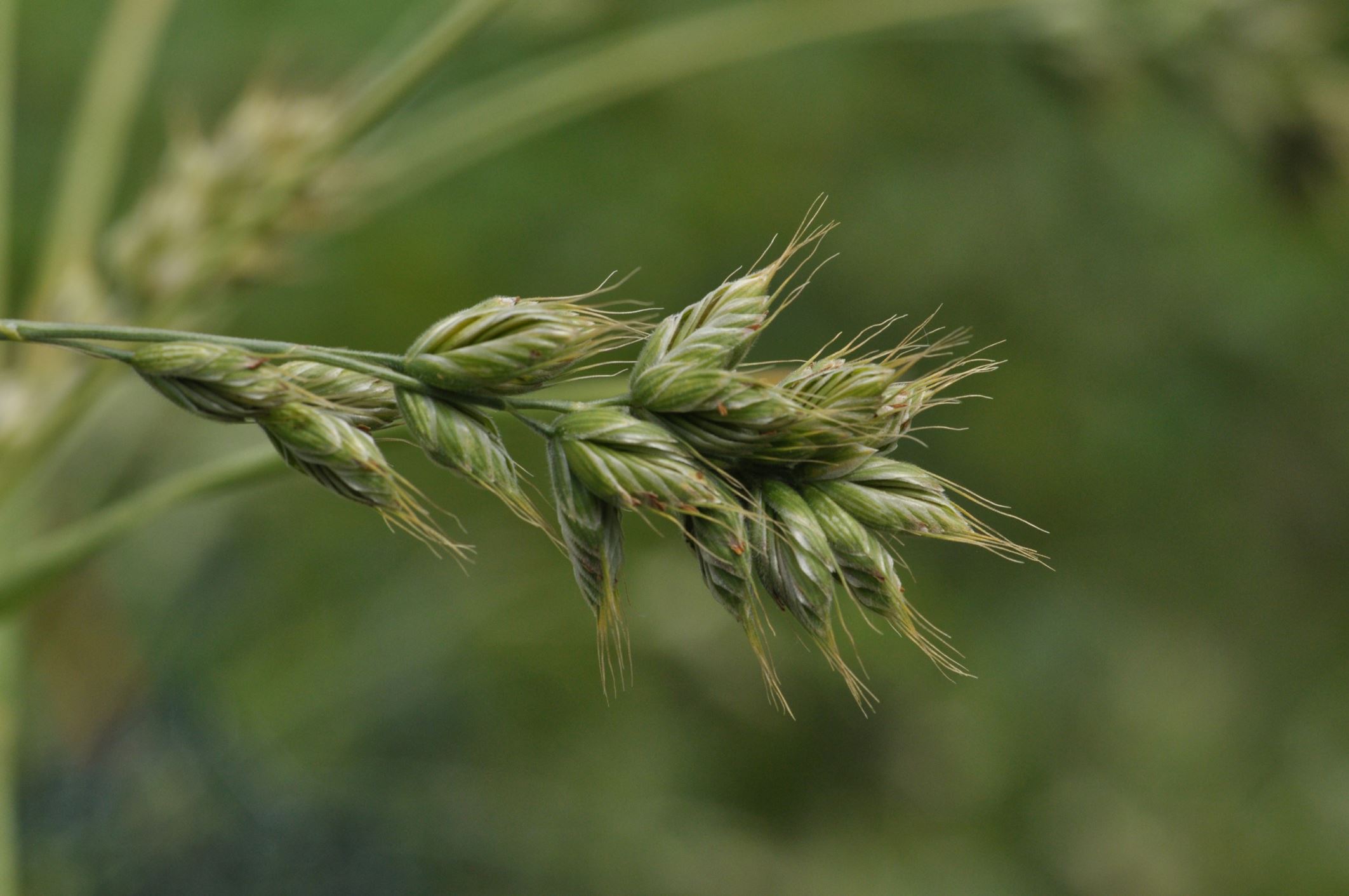 Image of Bromus interruptus