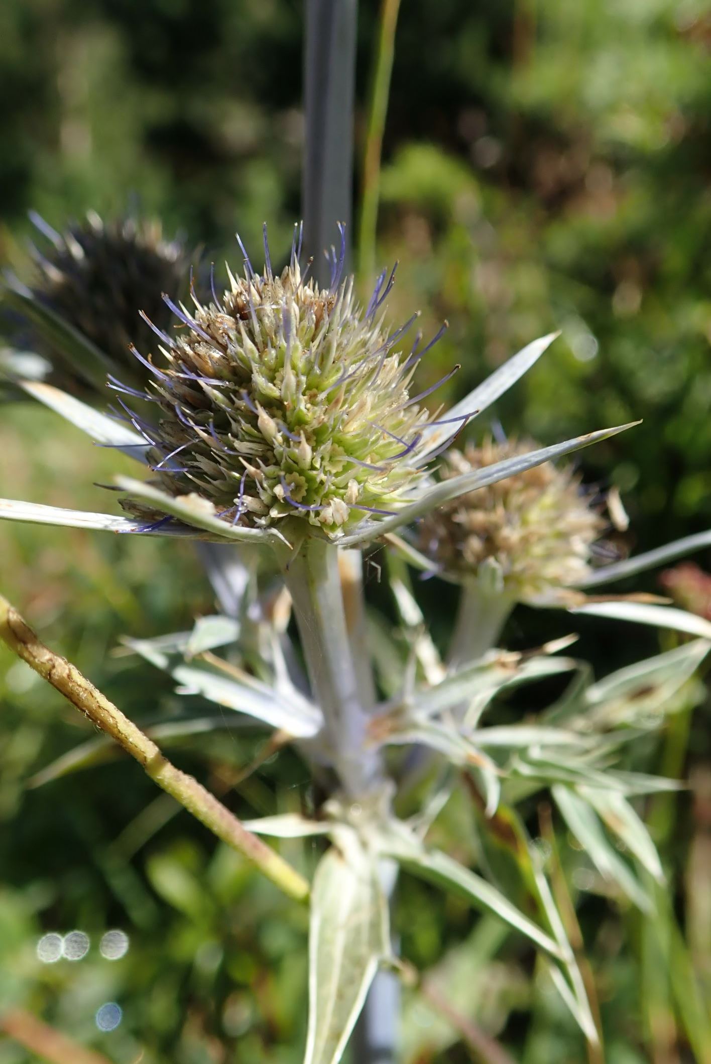 Image of Eryngium bourgatii