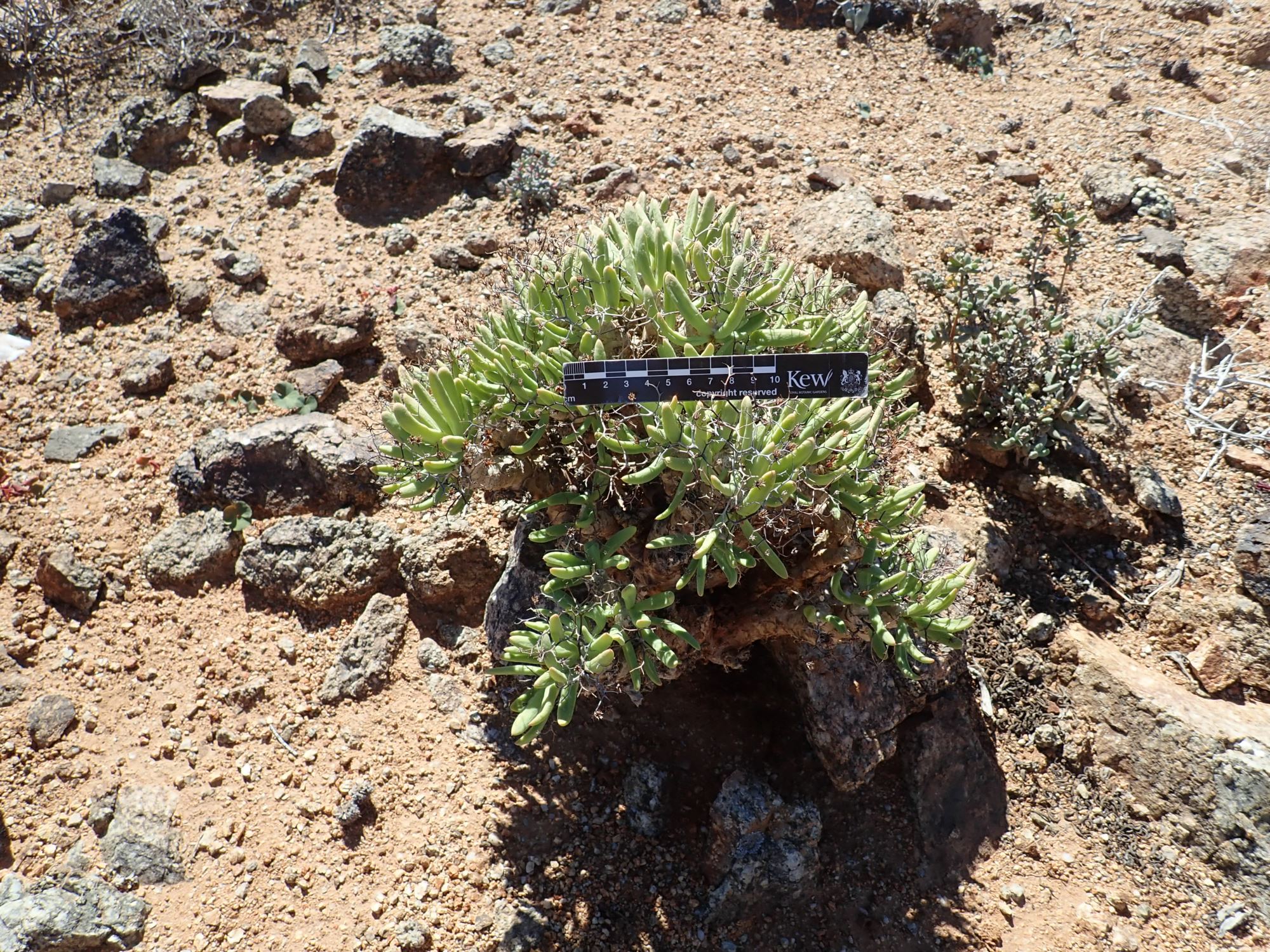 Image of Tylecodon reticulatus