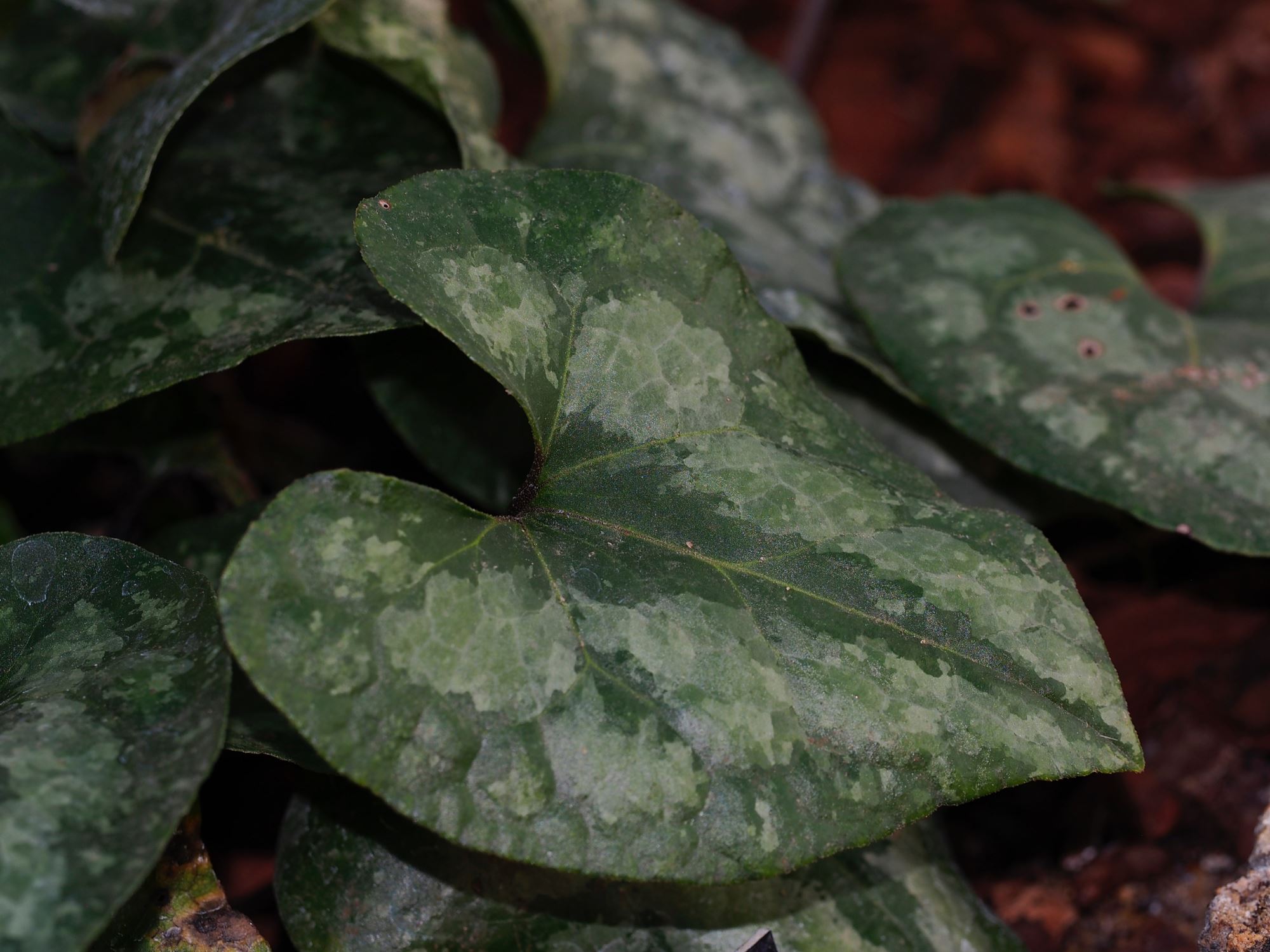 Image of Asarum splendens