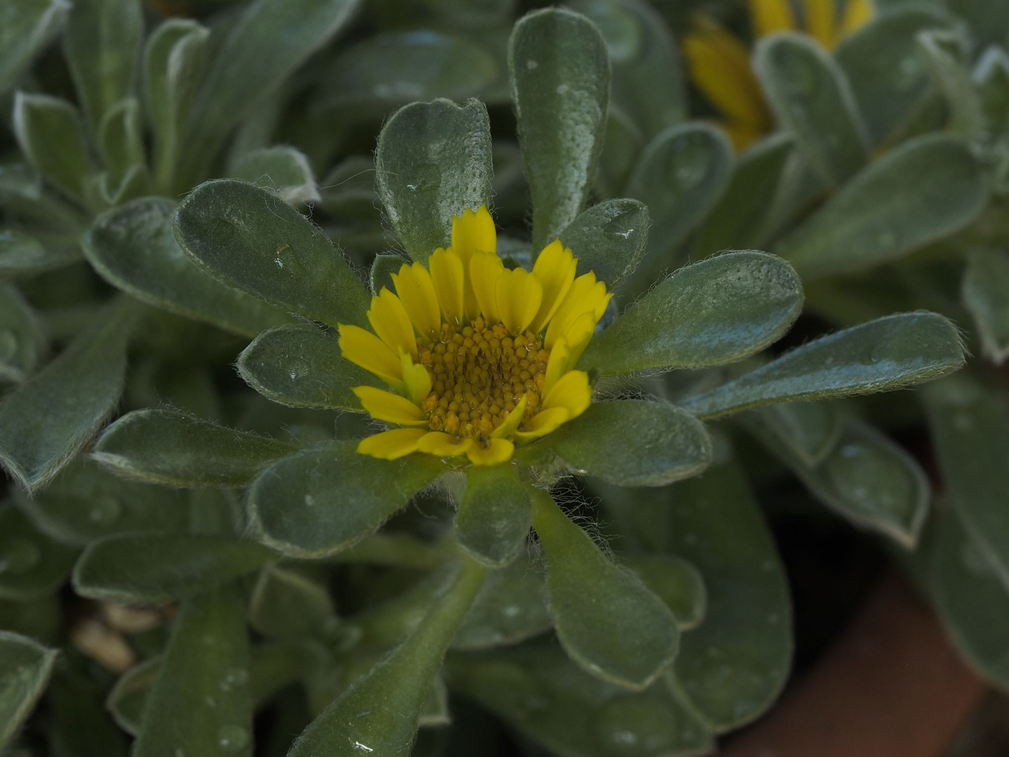 Image of Pallenis maritima 'Tunisian Carpet'