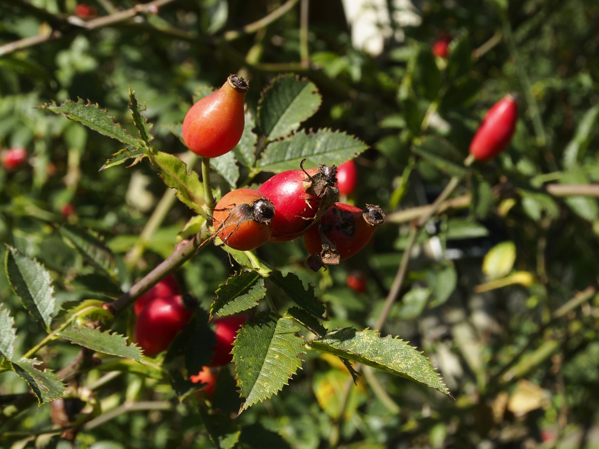Image of Rosa canina