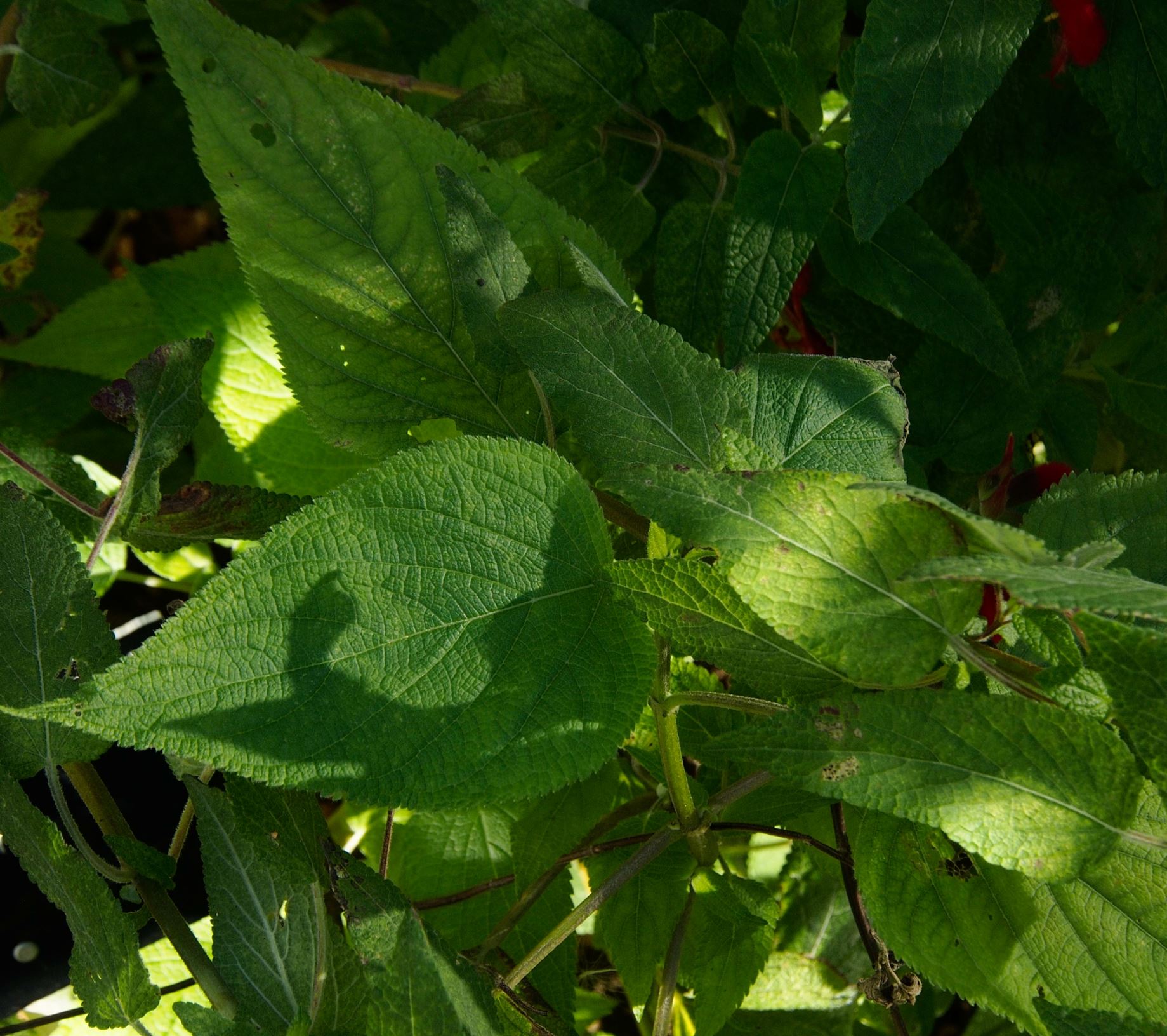 Image of Salvia fulgens
