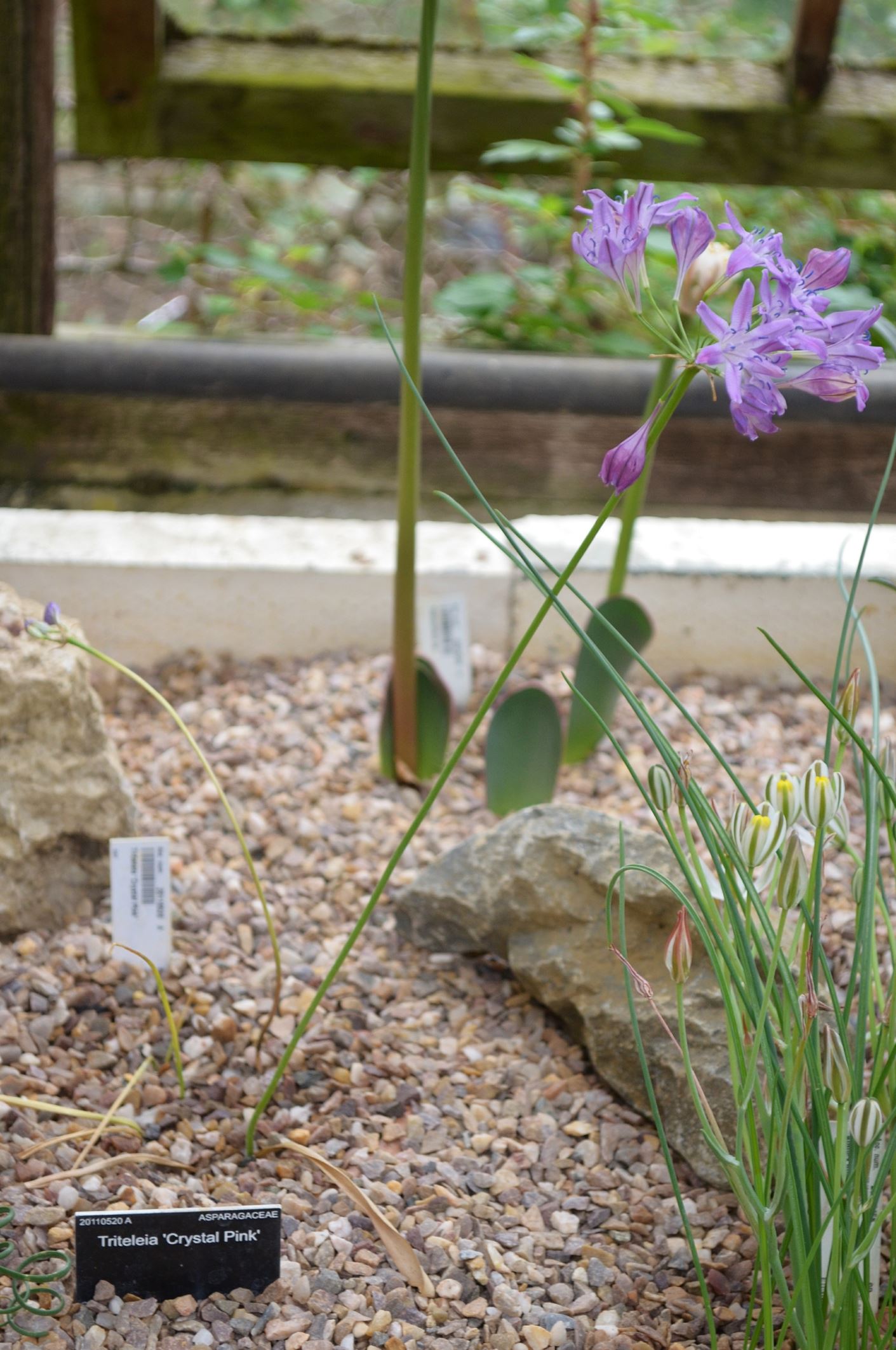 Image of Triteleia 'Crystal Pink'