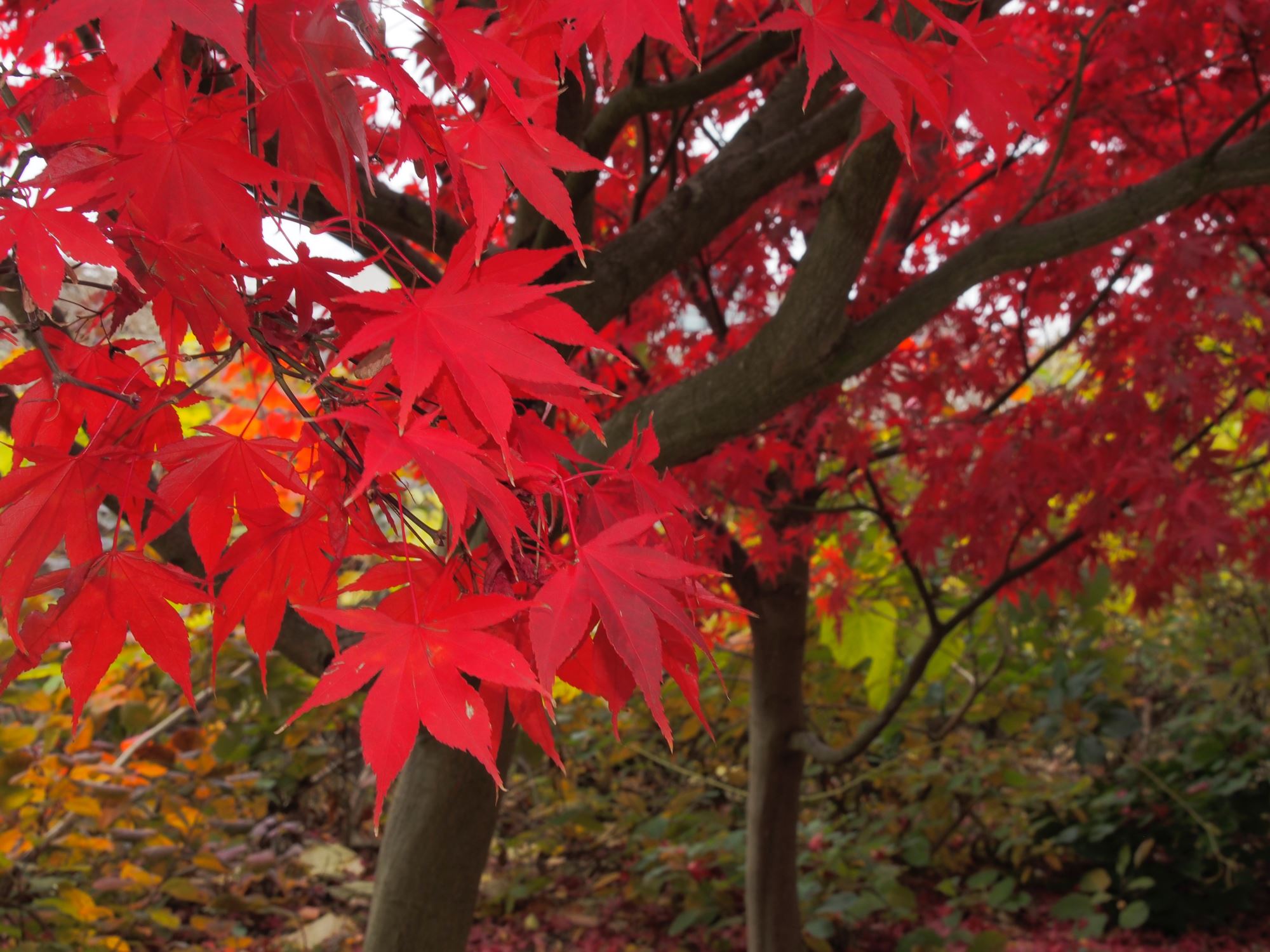 Image of Acer palmatum 'Osakazuki'