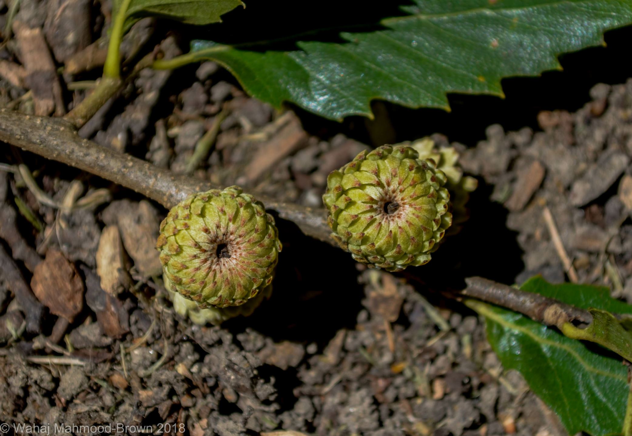 Image of Quercus trojana
