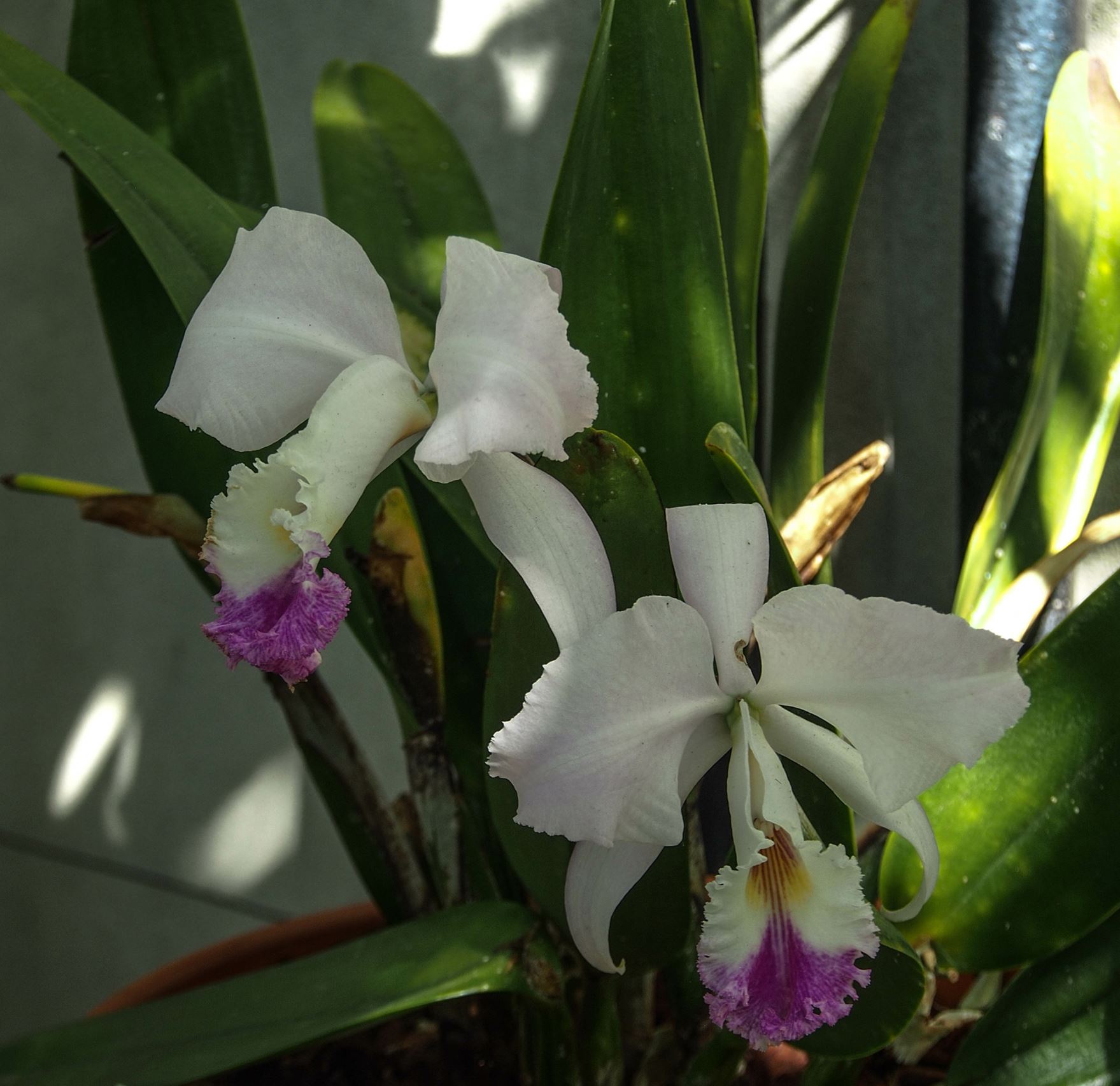 Image of Cattleya trianae