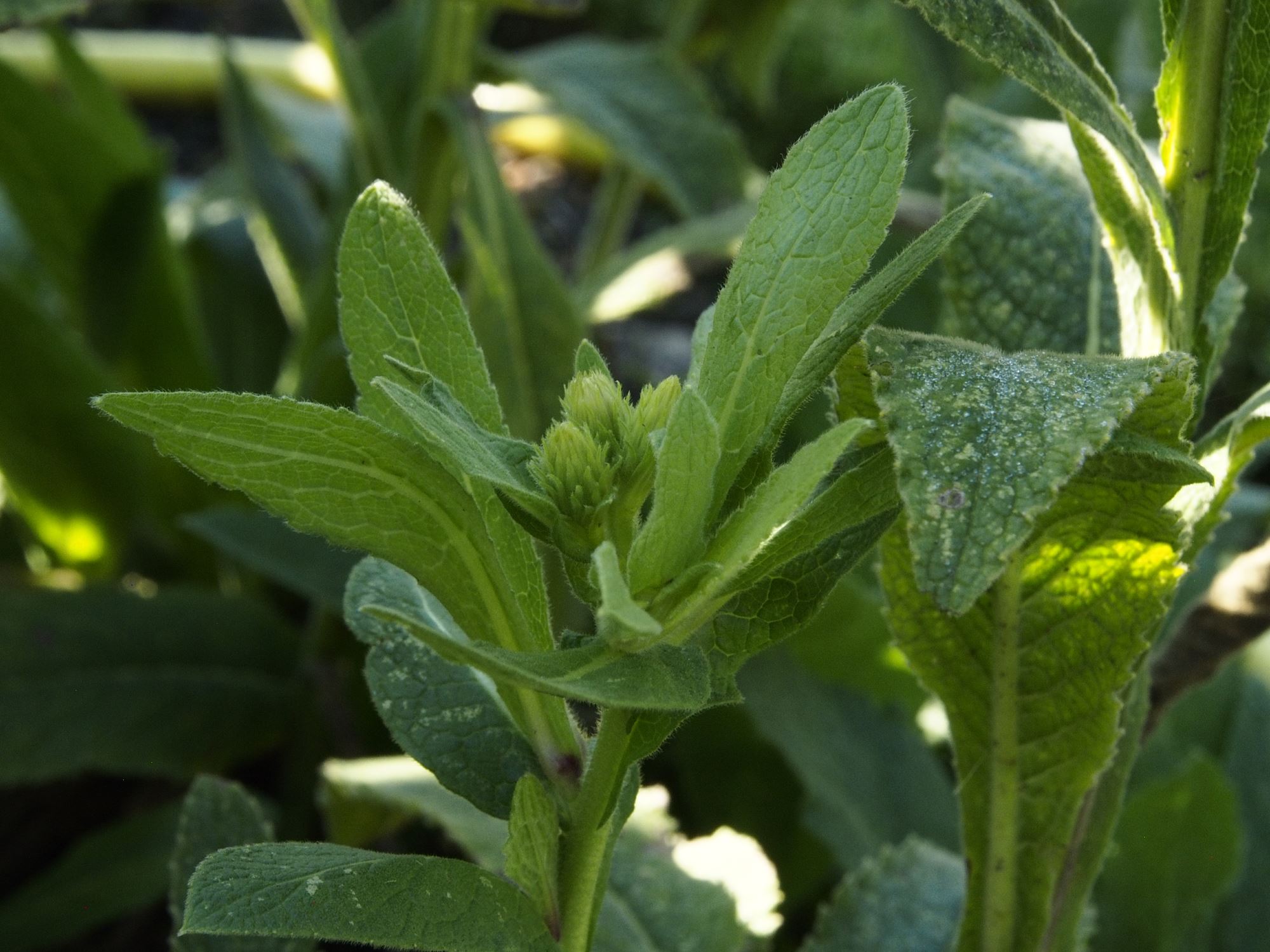 Image of Inula thapsoides