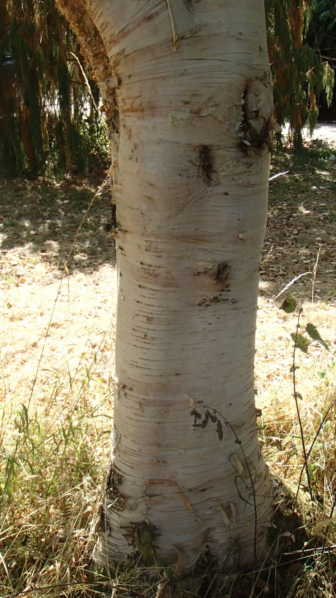 Image of Betula ermanii var. ermanii