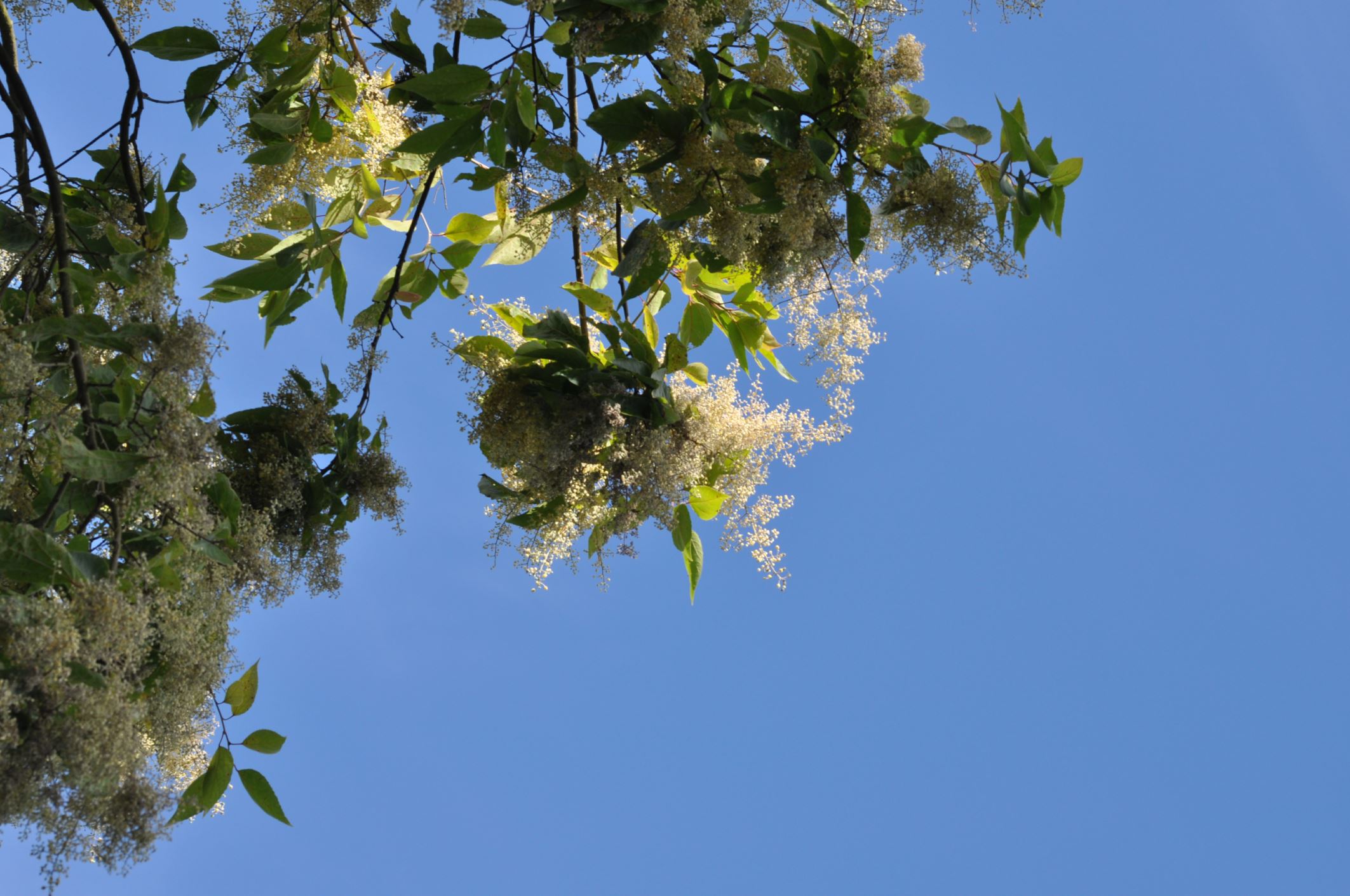 Image of Poliothyrsis sinensis