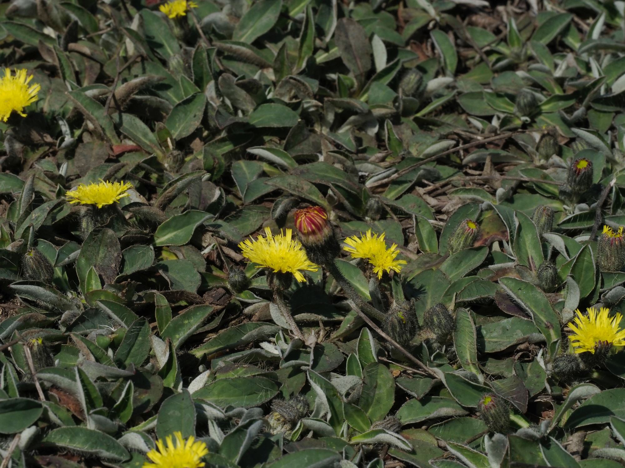 Image of Hieracium sabaudum subsp. vagum