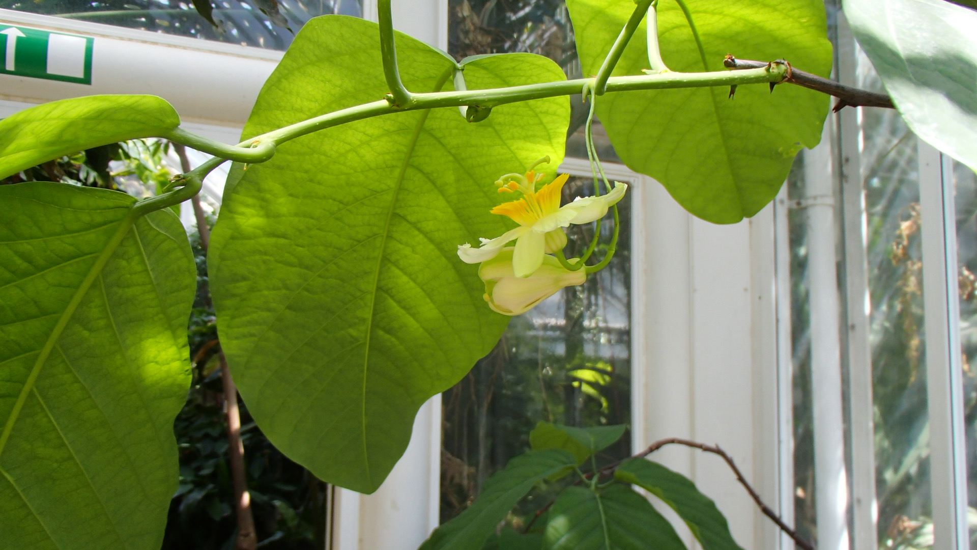 Image of Passiflora lindeniana