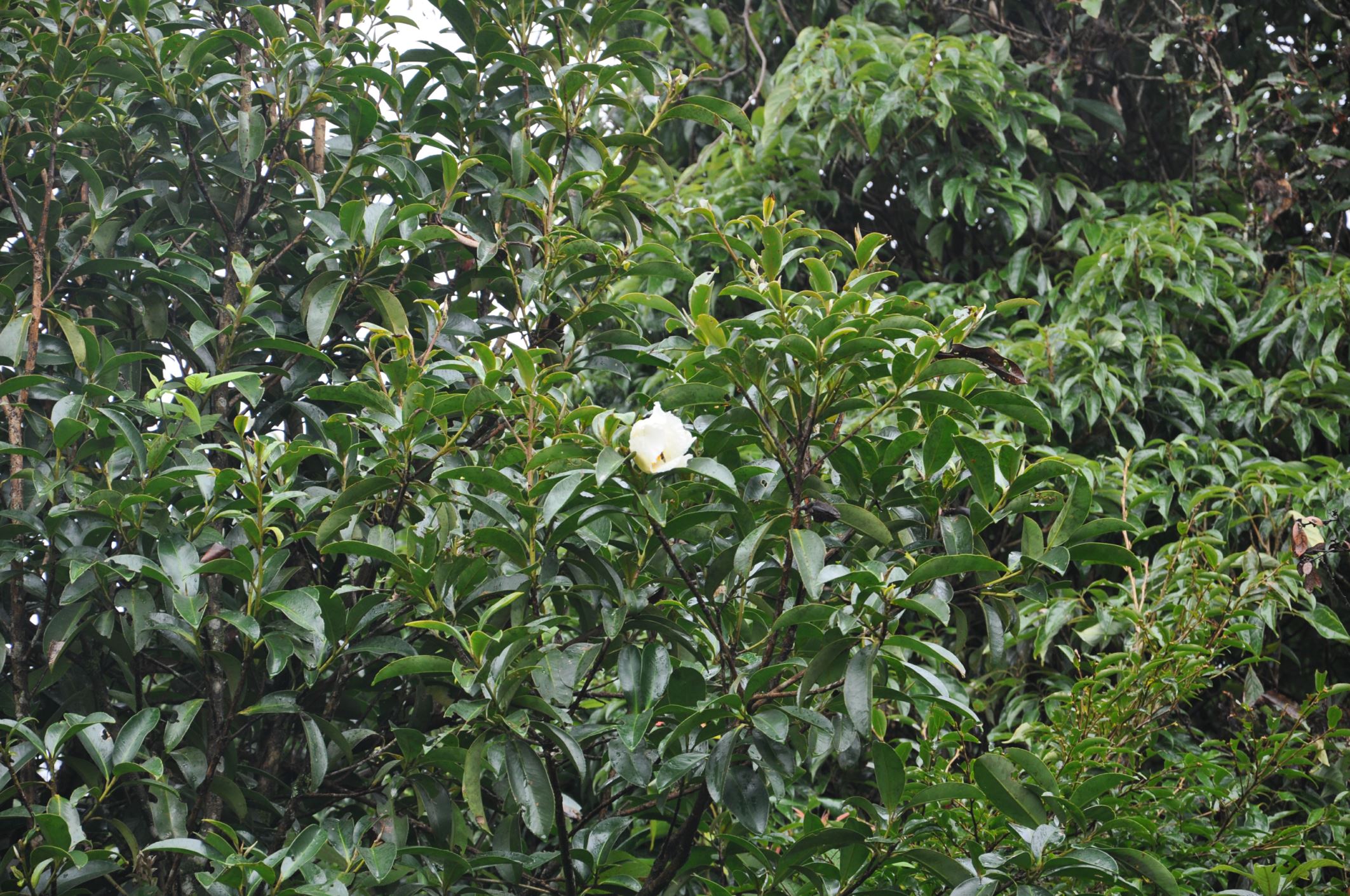 Image of Polyspora speciosa