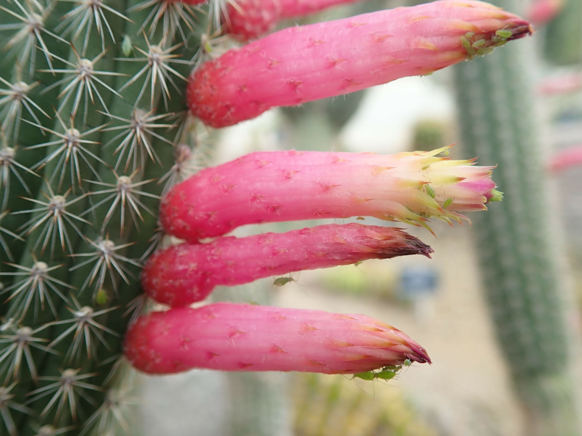 Image of Cleistocactus candelilla