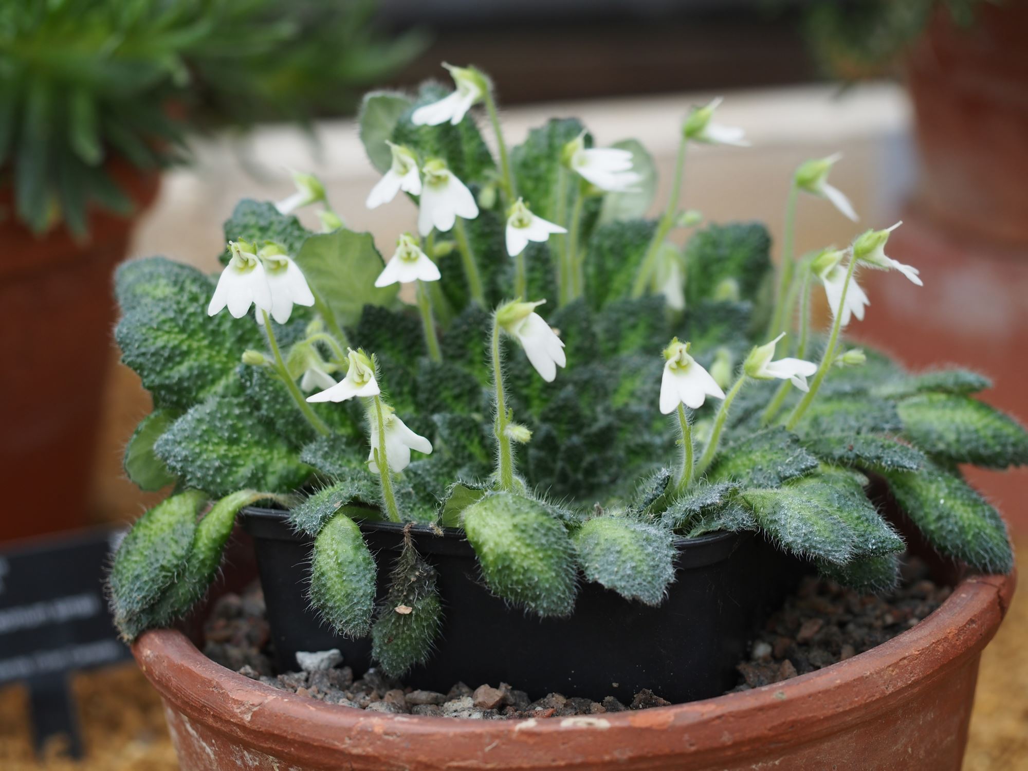 Image of Petrocosmea cryptica