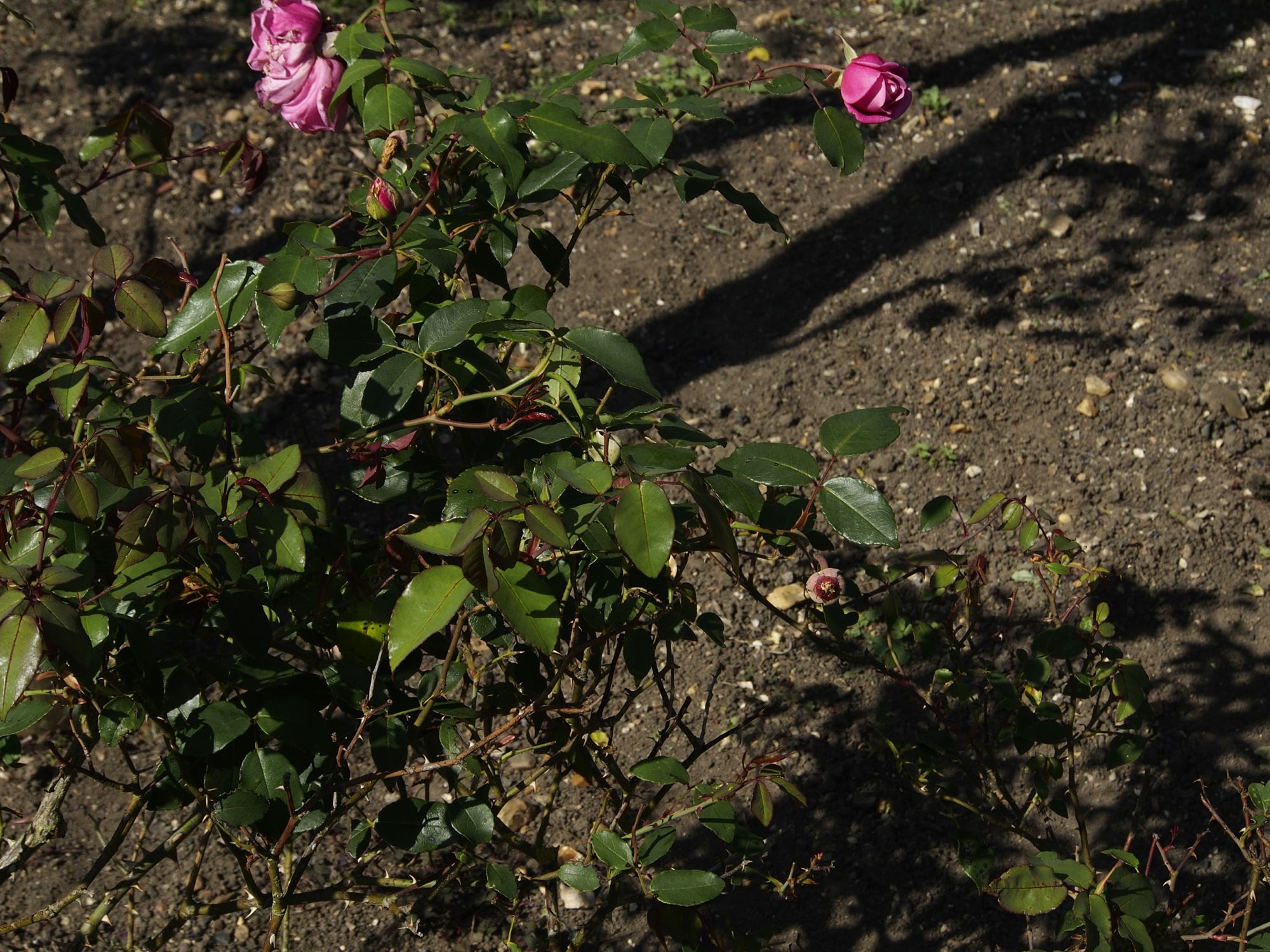 Image of Rosa 'Le Vesuve'