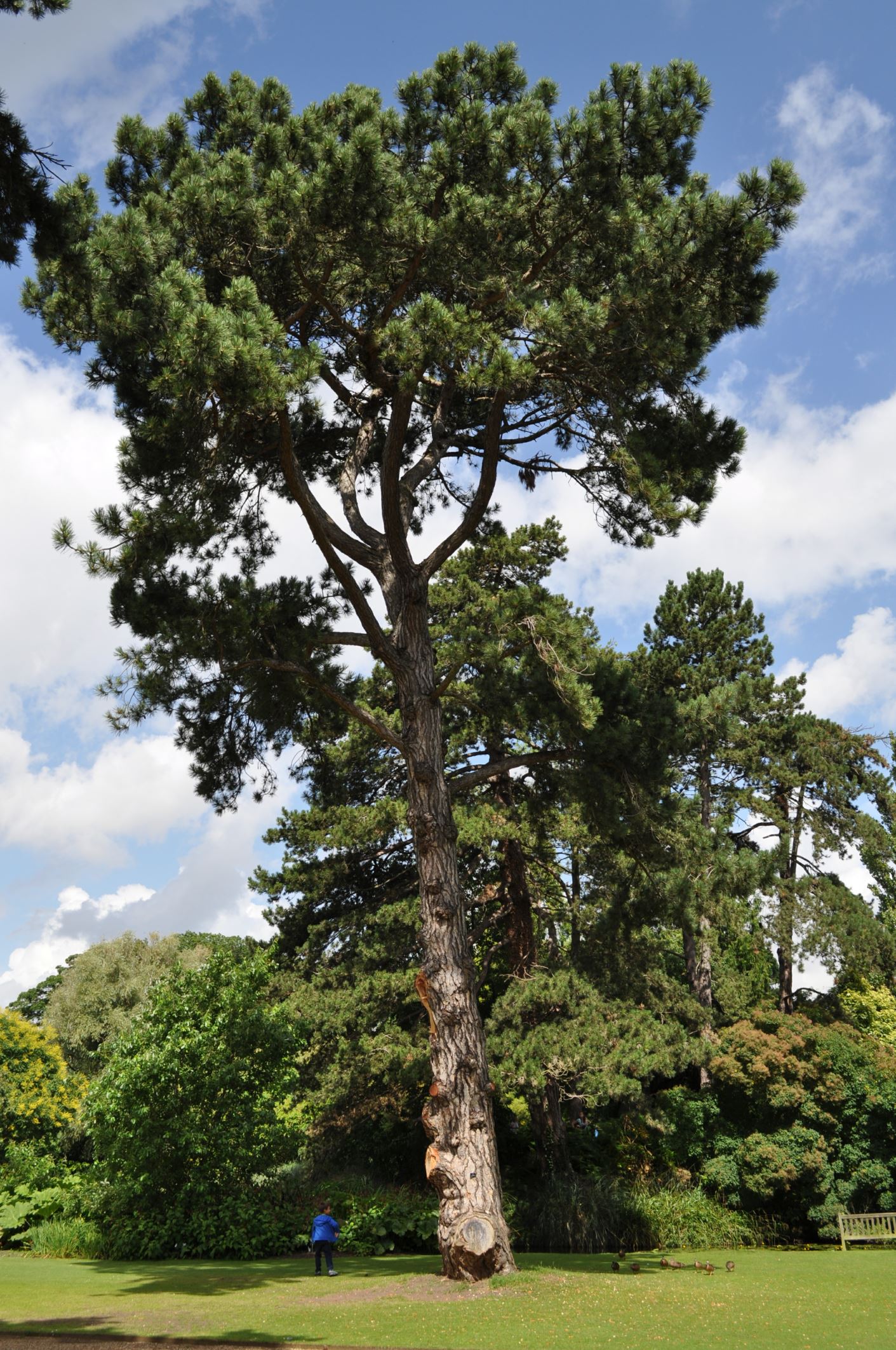 Image of Pinus nigra subsp. salzmannii