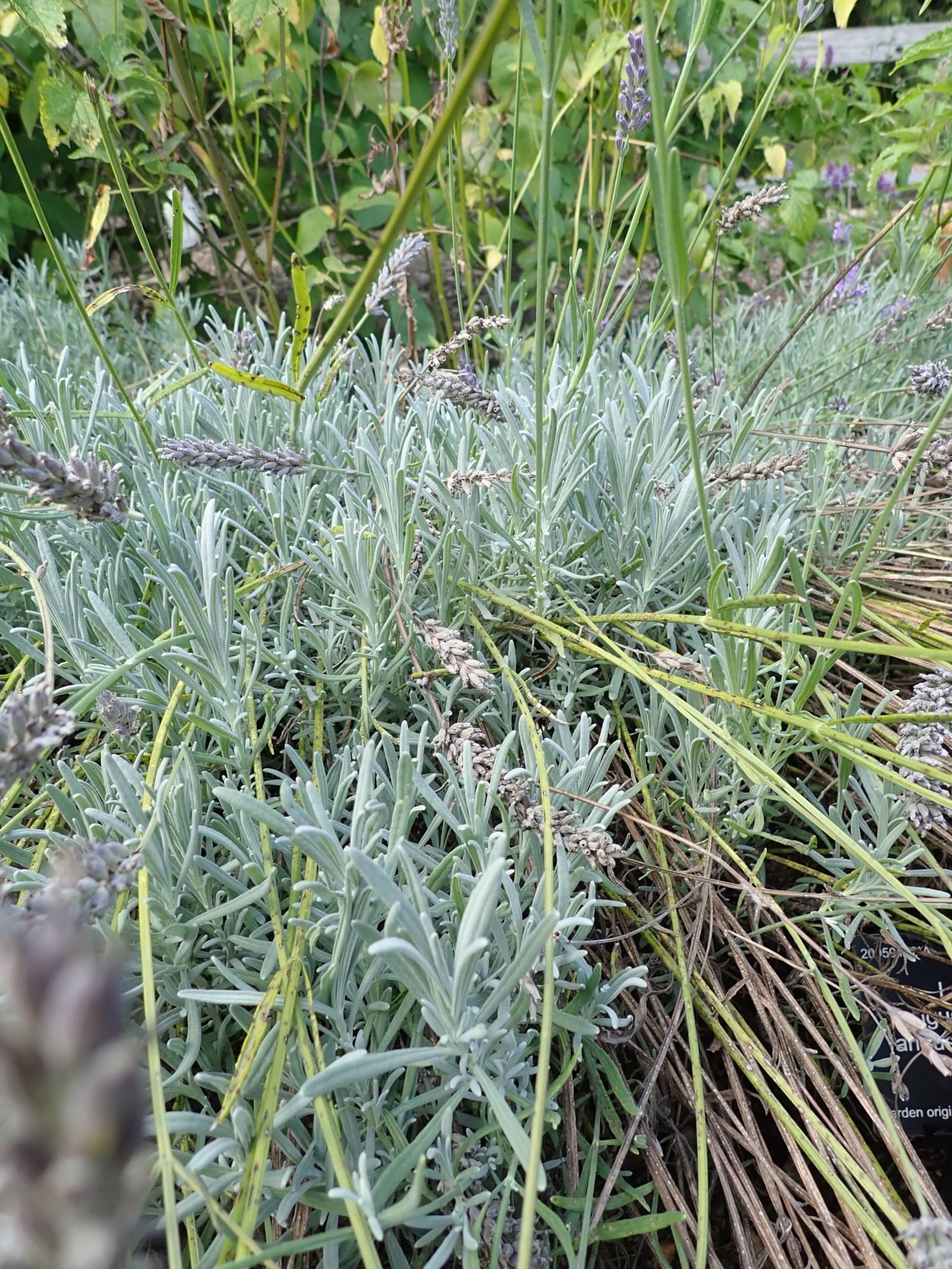 Image of Lavandula angustifolia subsp. angustifolia 'Imperial Gem'