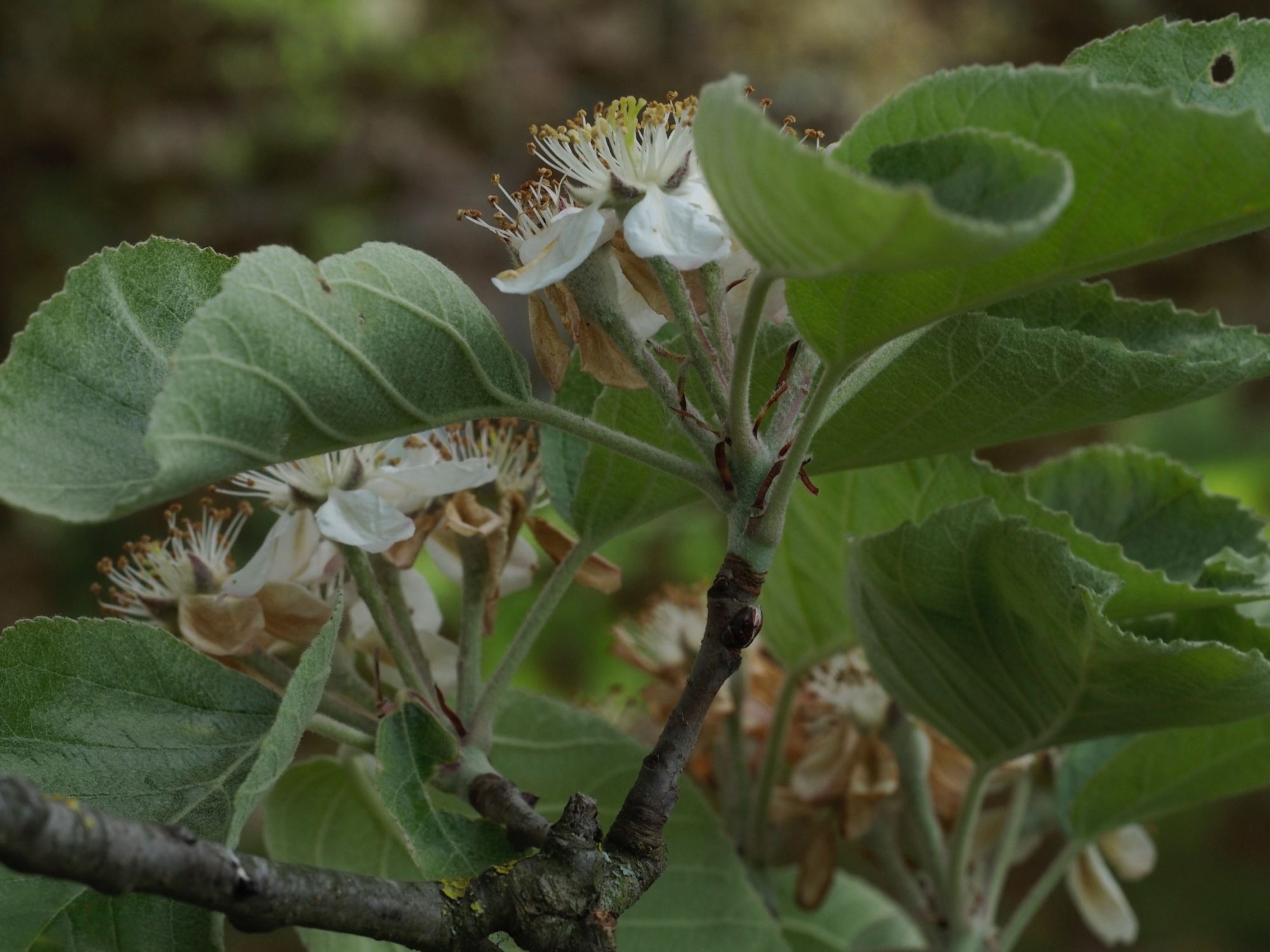Image of Malus tschonoskii