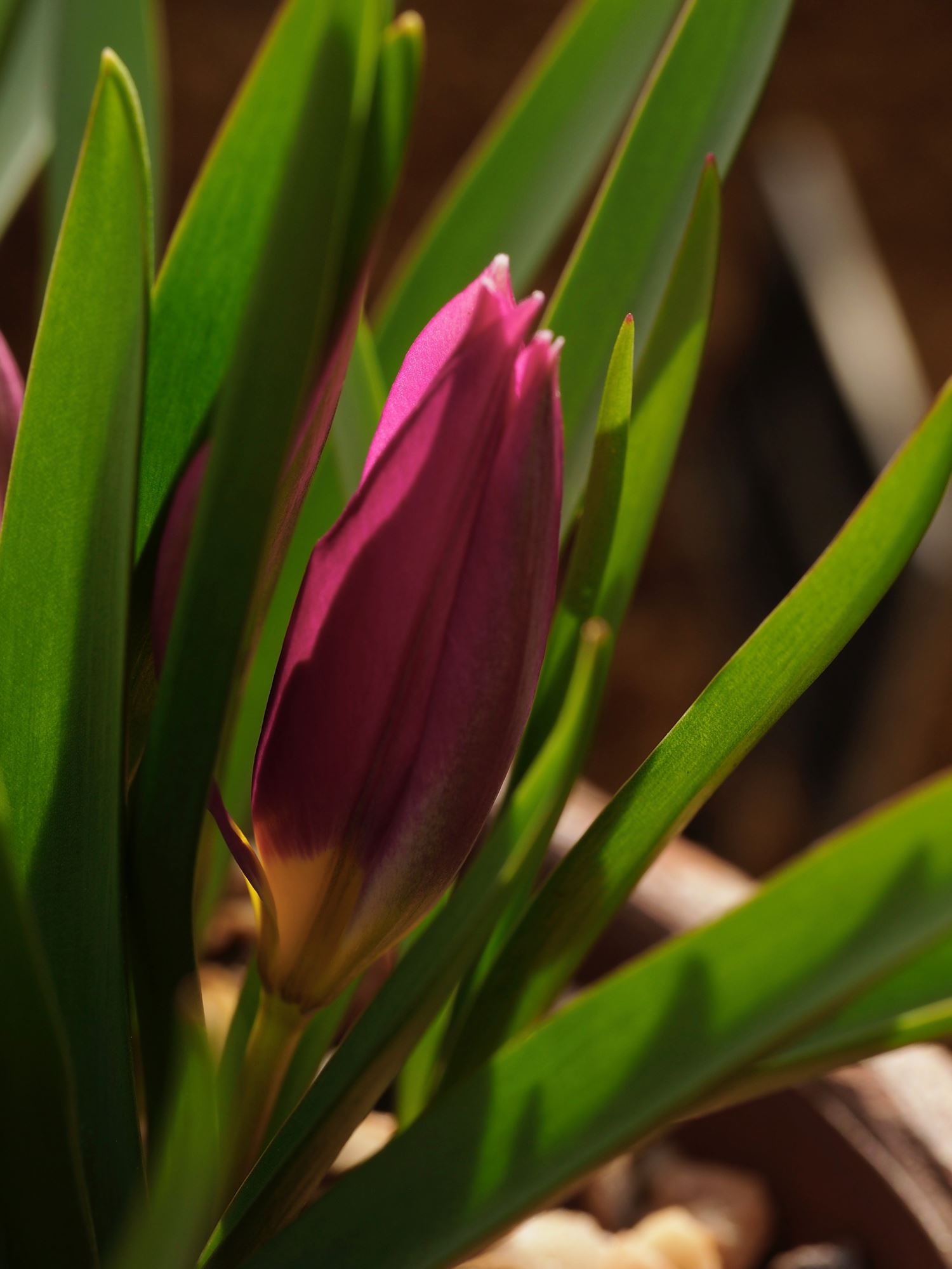 Image of Tulipa humilis Pulchella Group