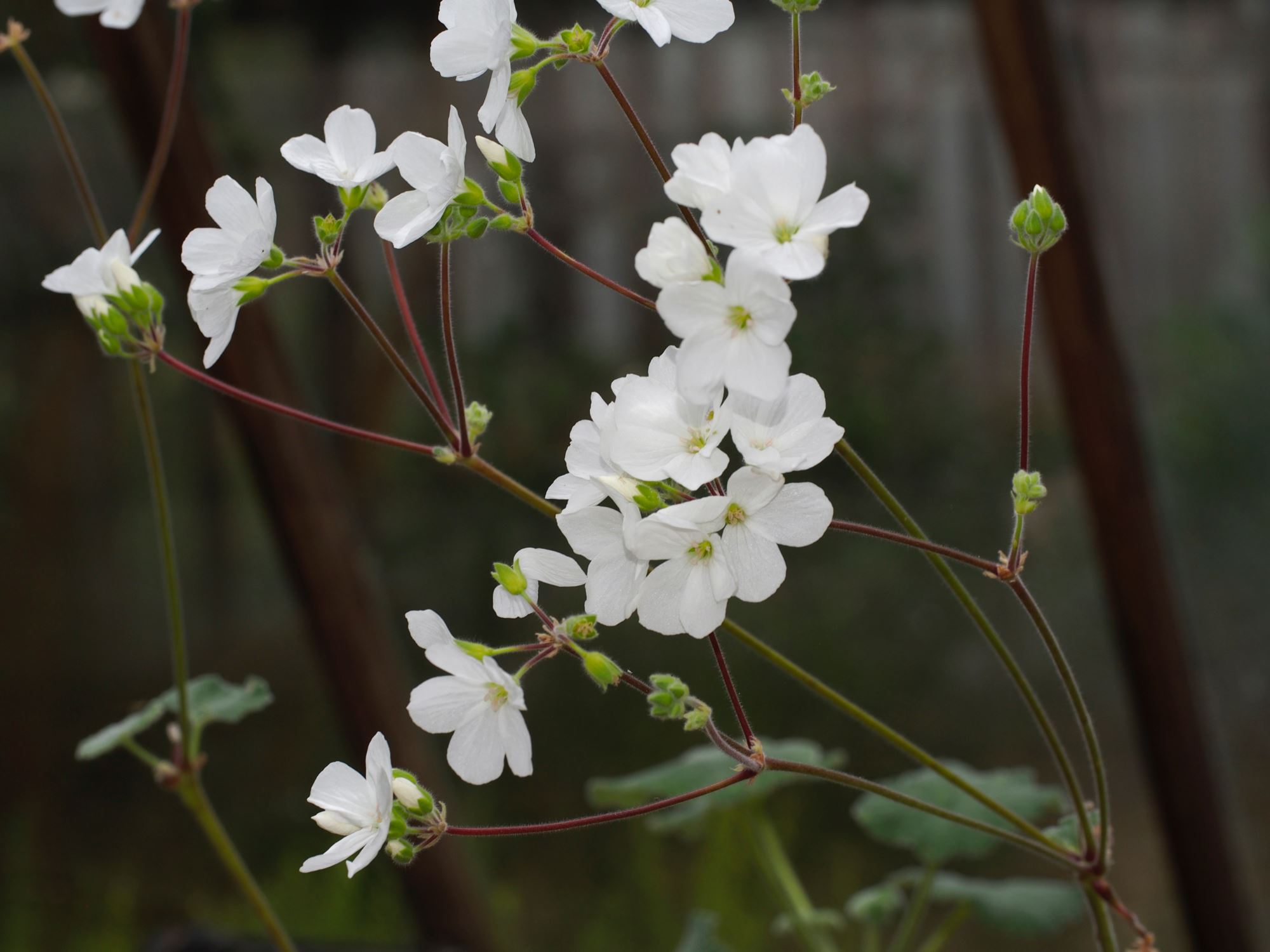 Image of Pelargonium cotyledonis 'Ventnor'