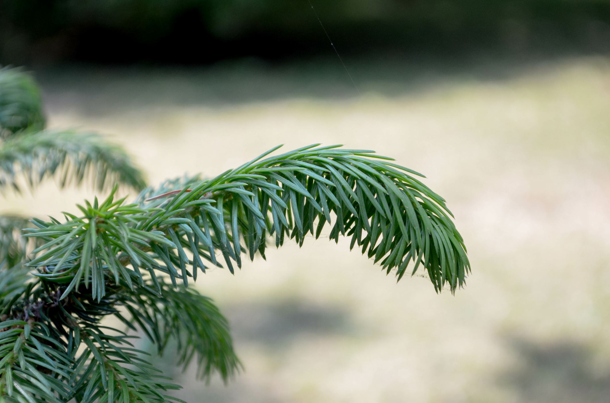 Image of Picea omorika