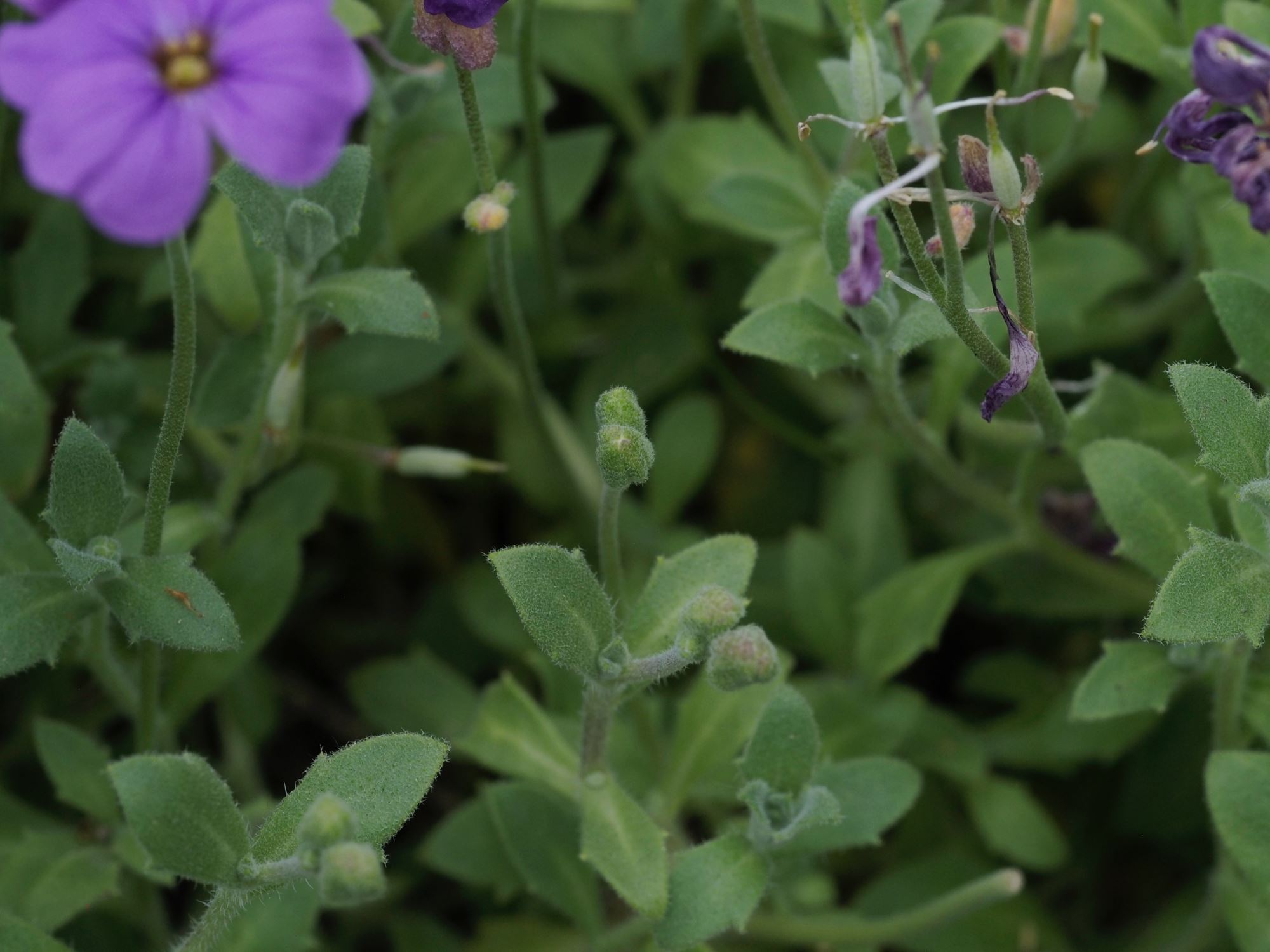 Image of Aubrieta deltoidea