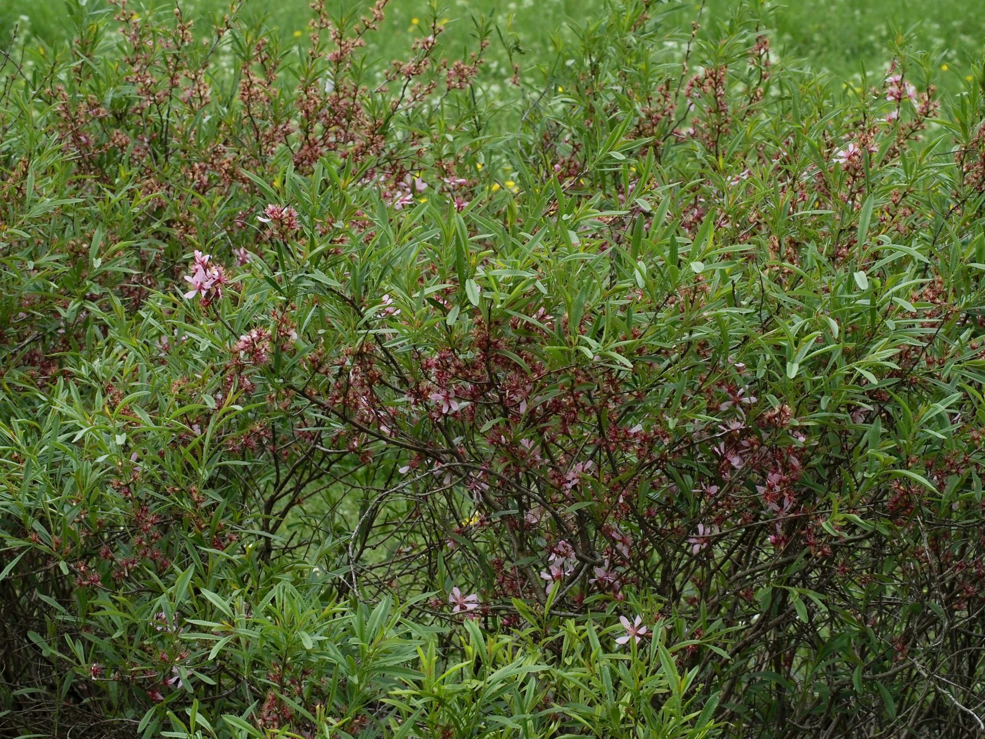 Image of Prunus tenella