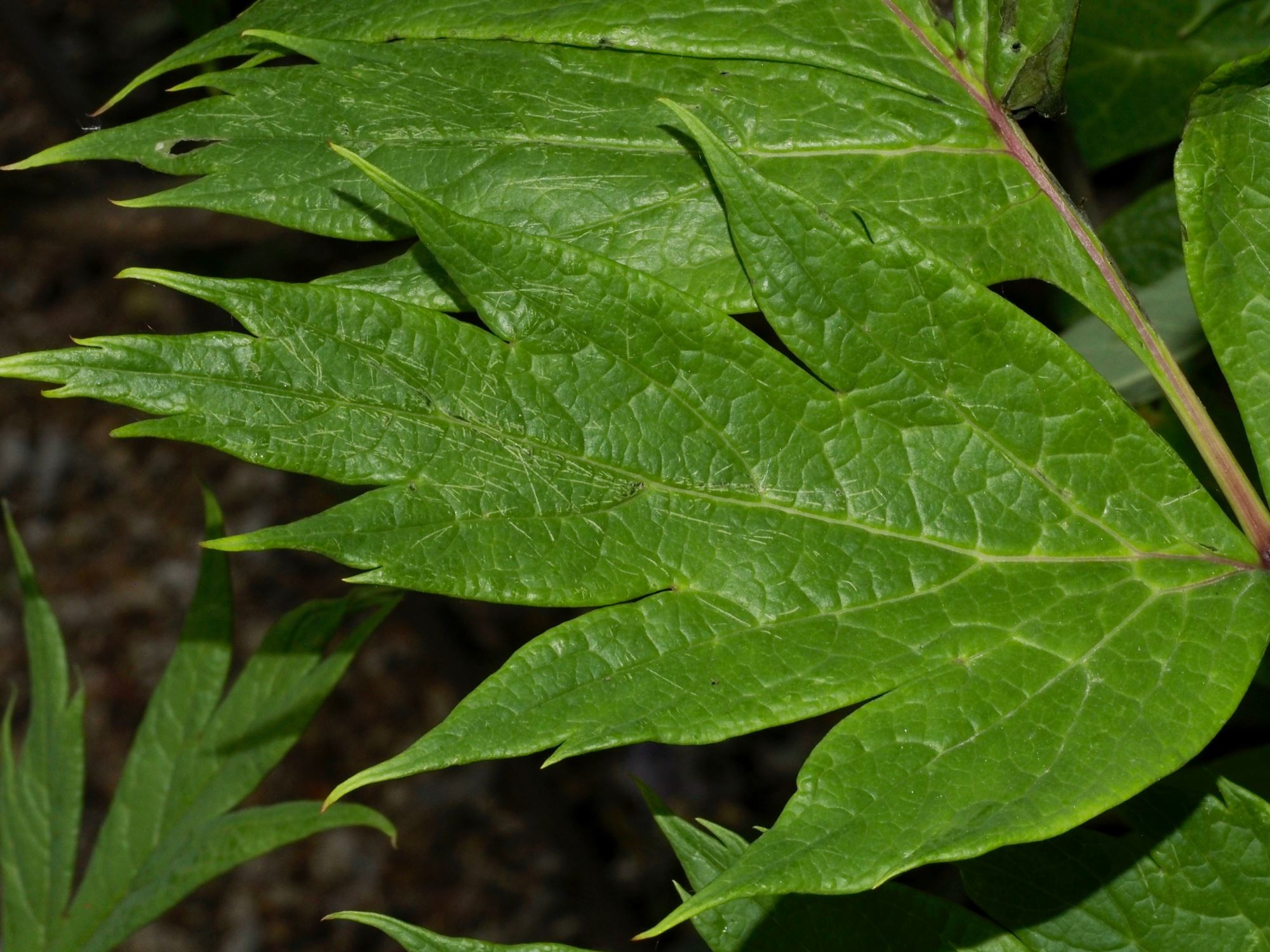 Image of Paeonia ludlowii