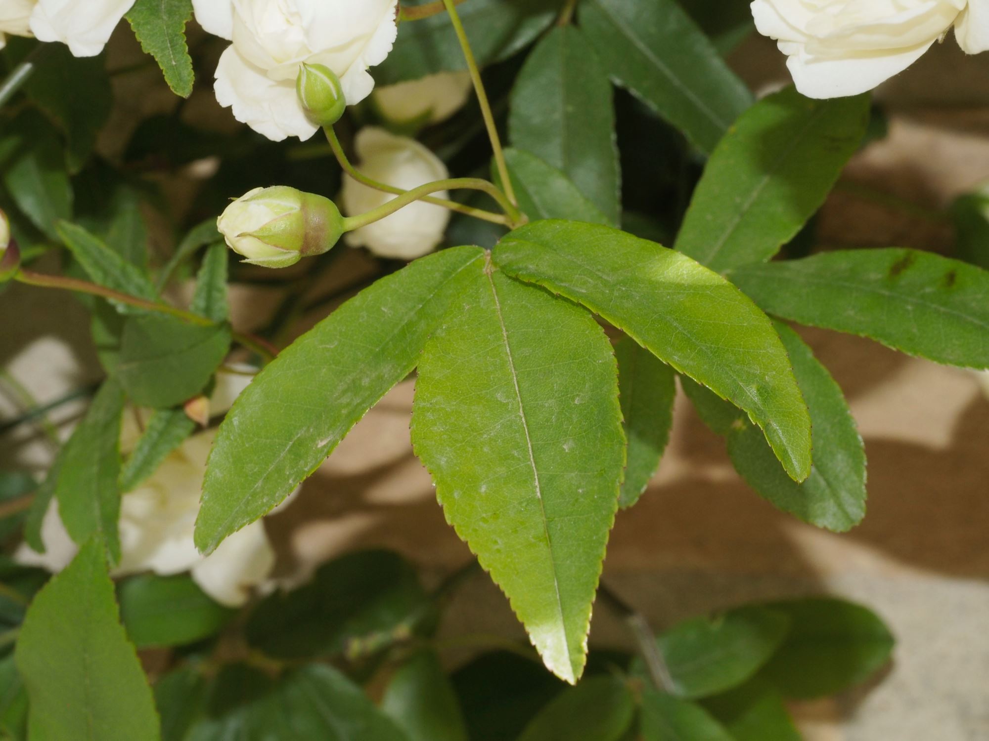 Image of Rosa banksiae 'Alba Plena'